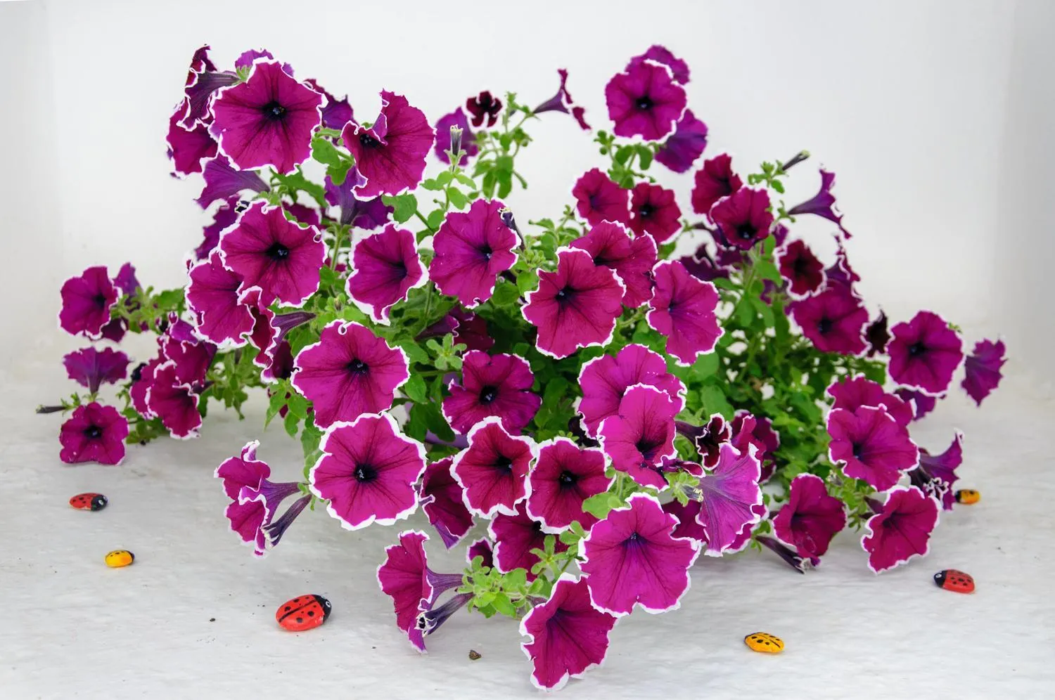 Other in Christina Rooms