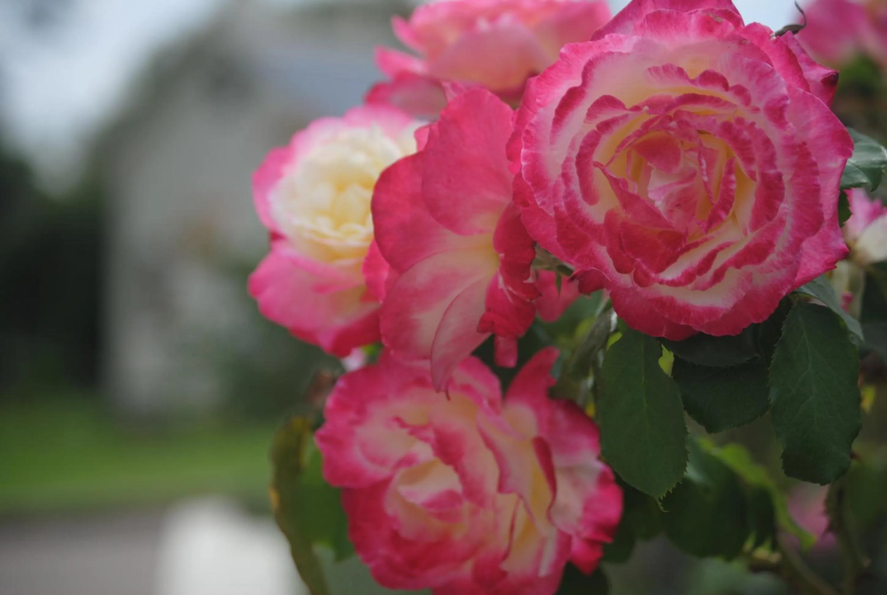 Decorative detail in Airlie House Motor Inn