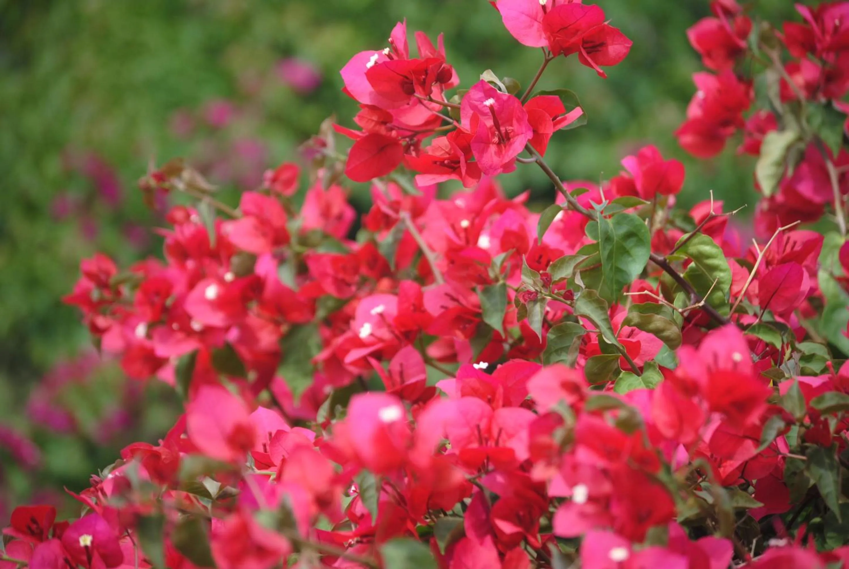 Garden in Airlie House Motor Inn