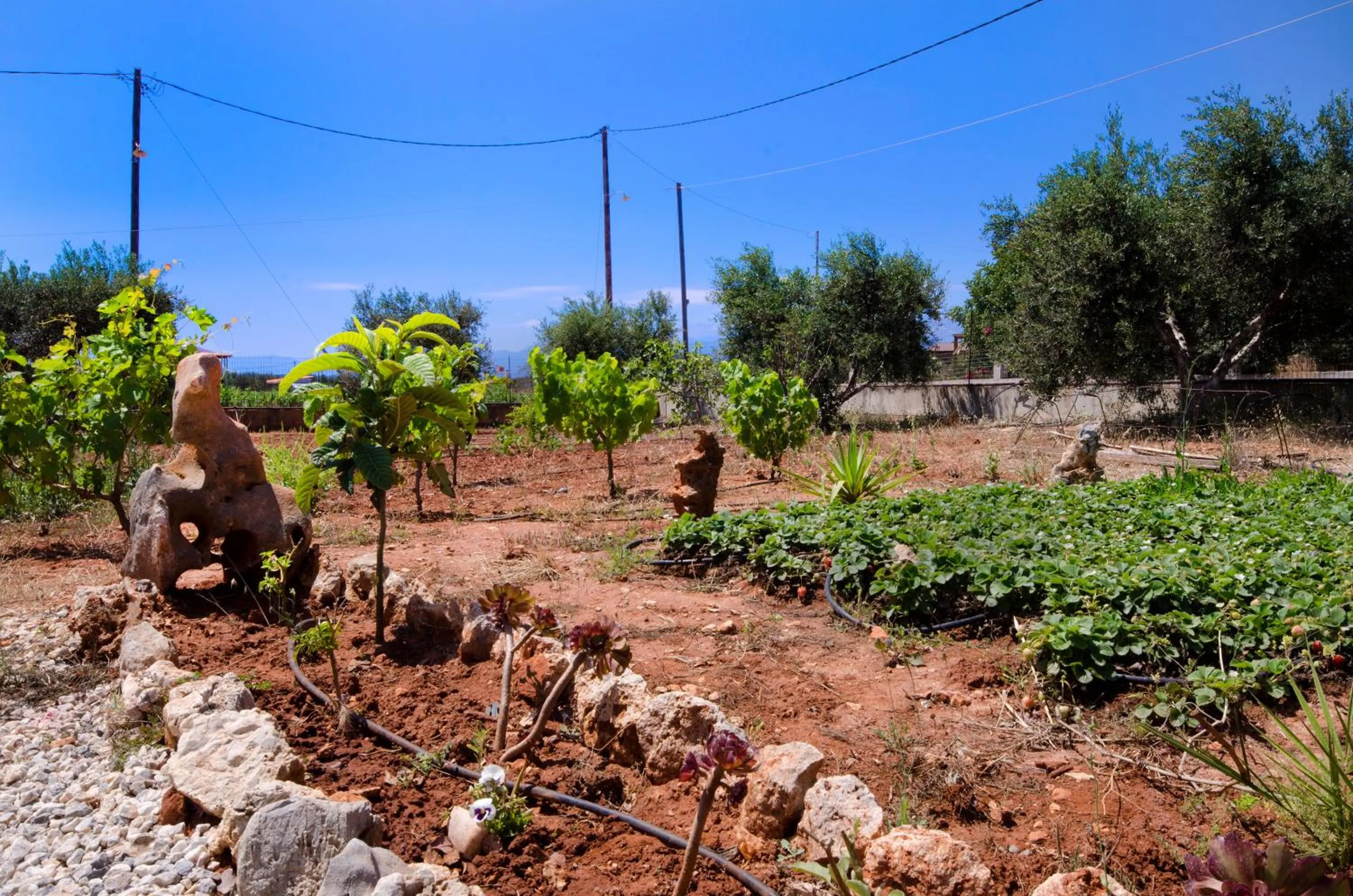 Garden in Skamagkas M. Apartments