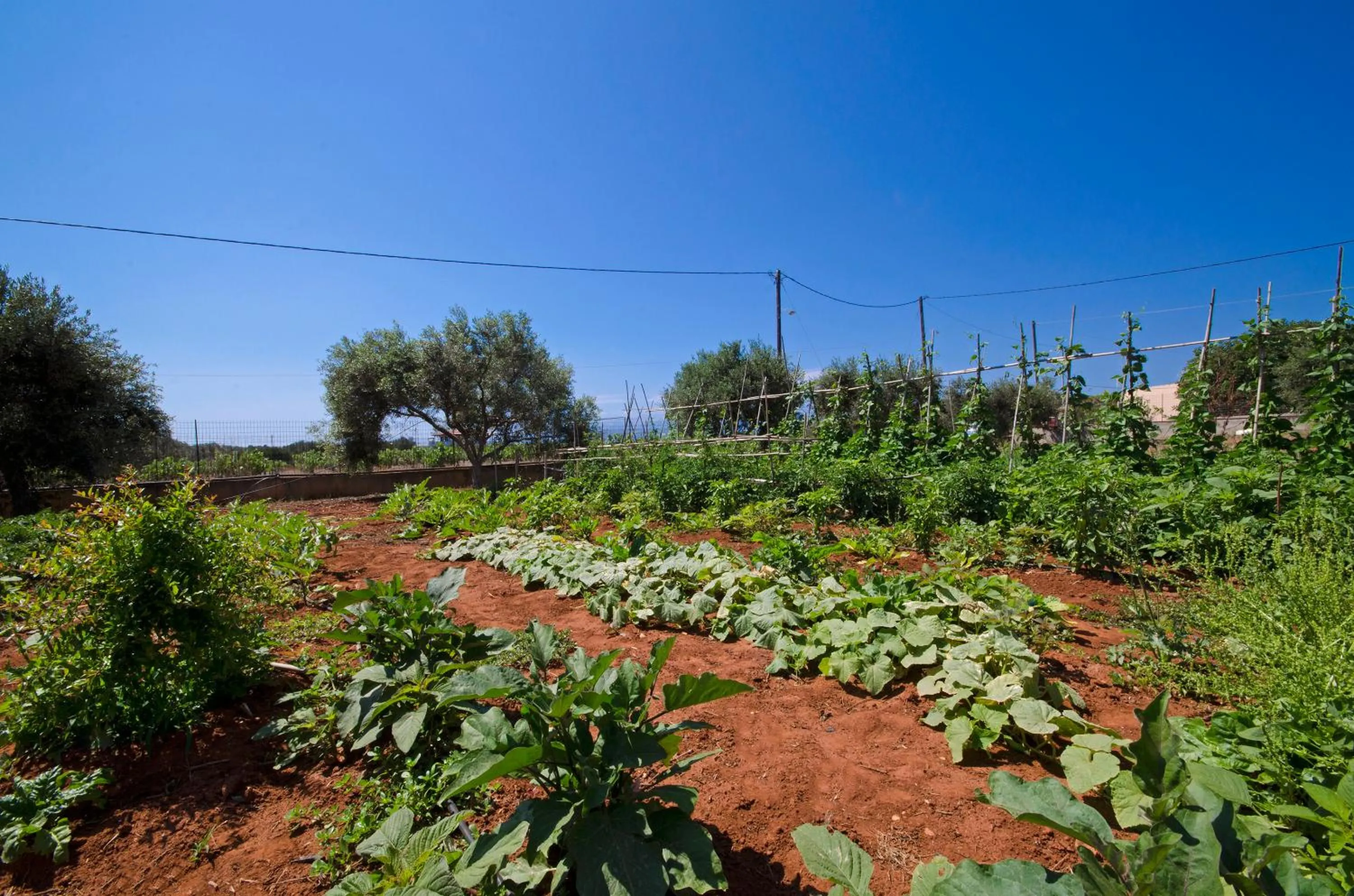 Garden in Skamagkas M. Apartments