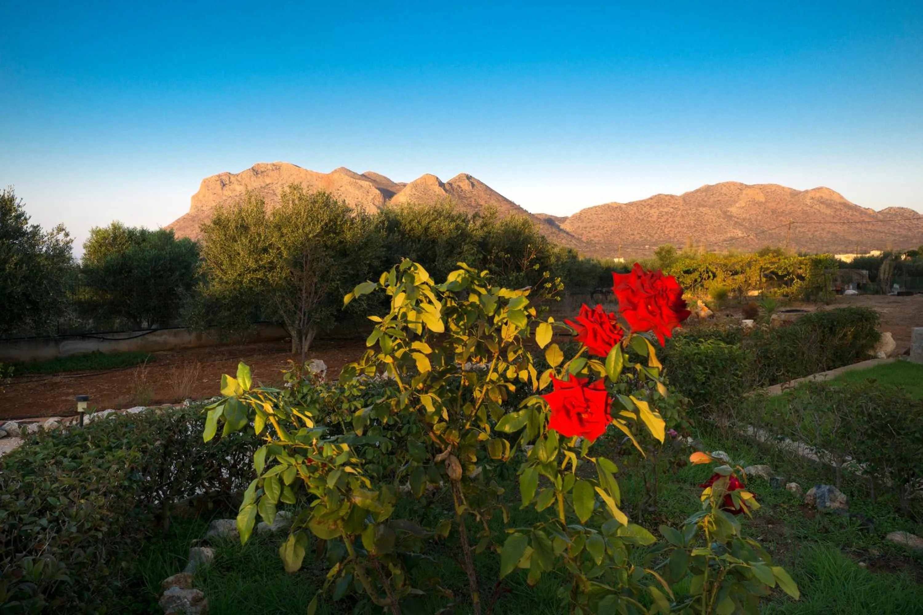 Garden in Skamagkas M. Apartments