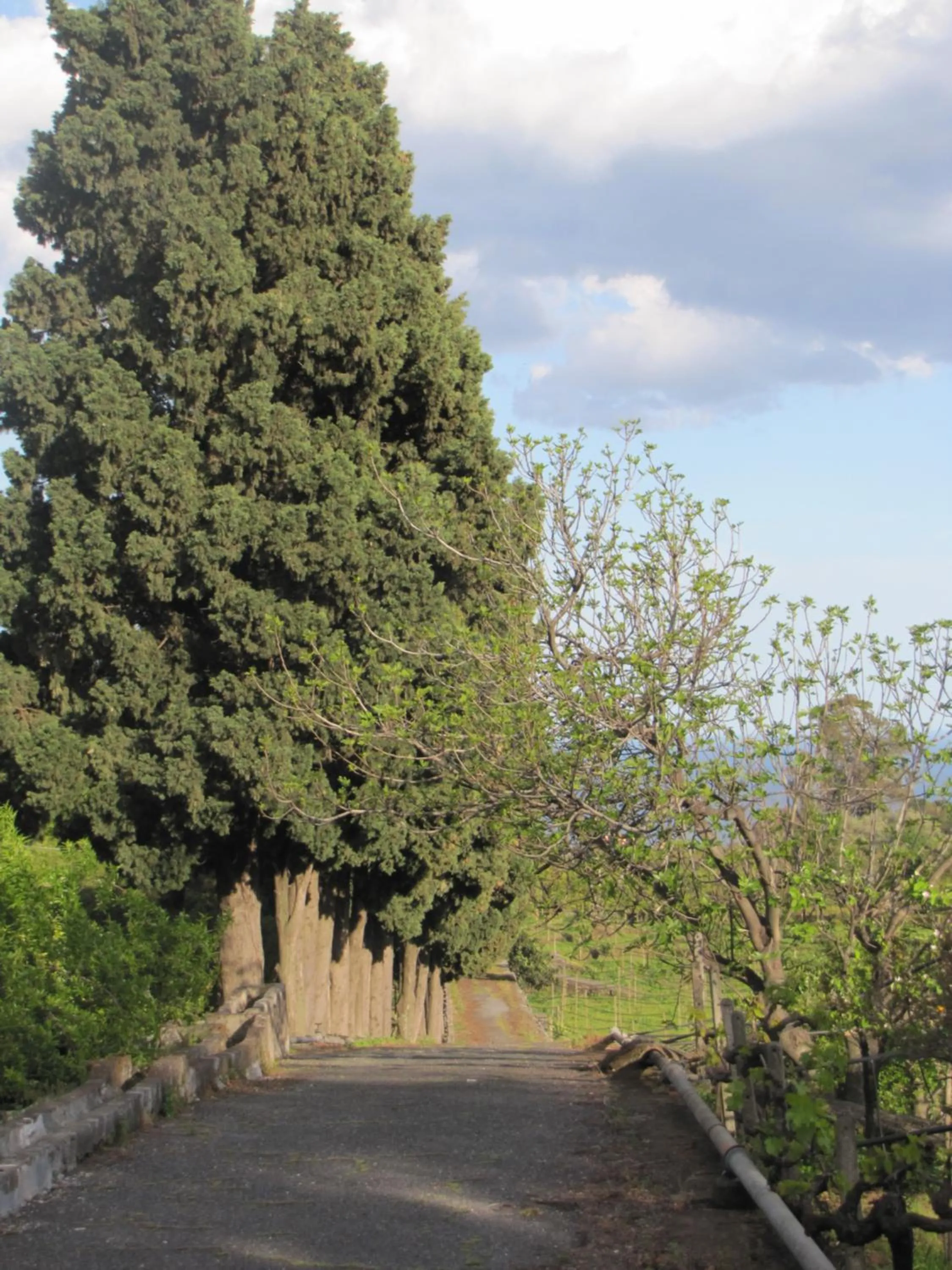 Garden in Etna B&B La casa di Pippinitto
