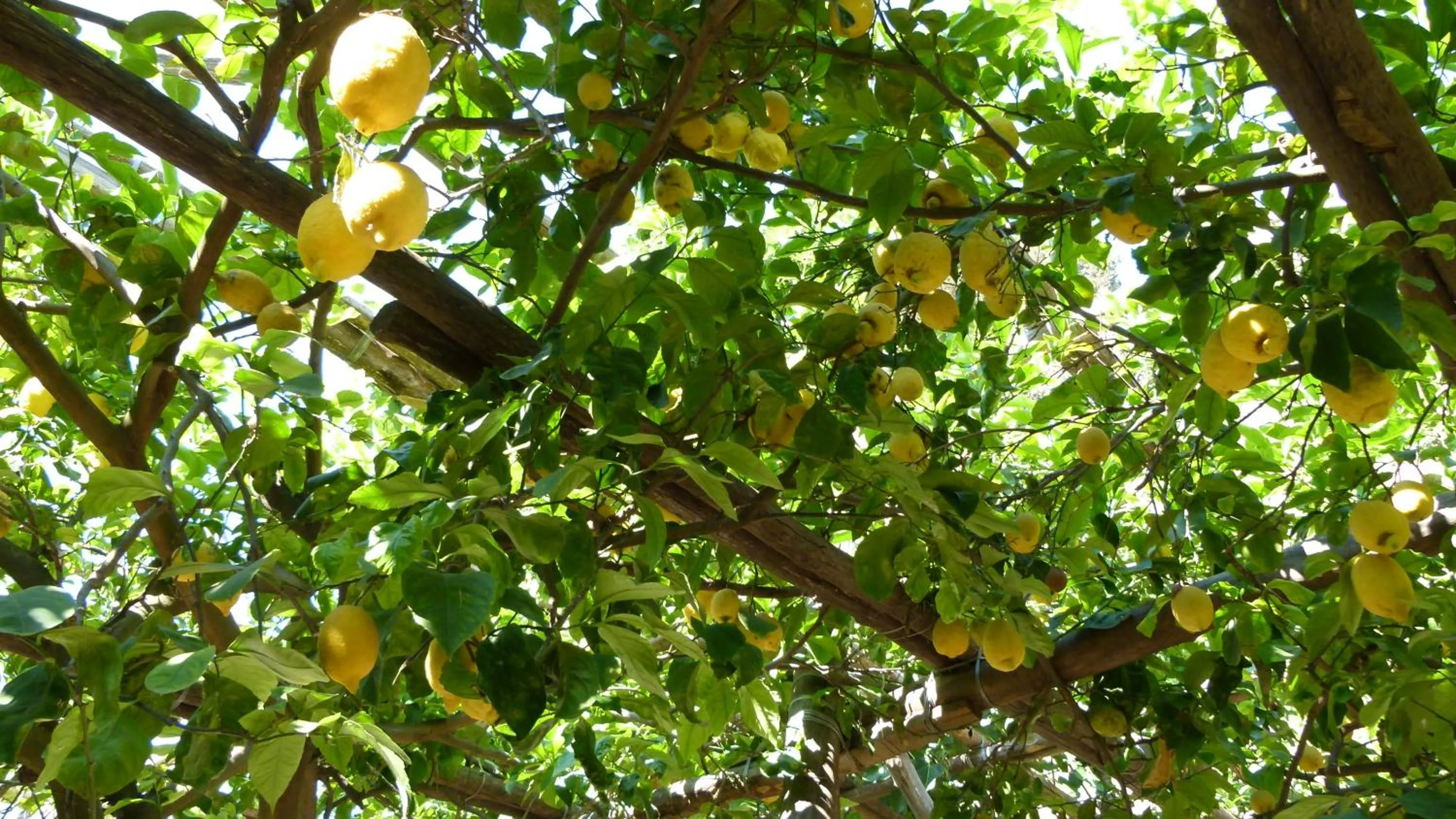 Patio in Marina Grande Residence & SPA