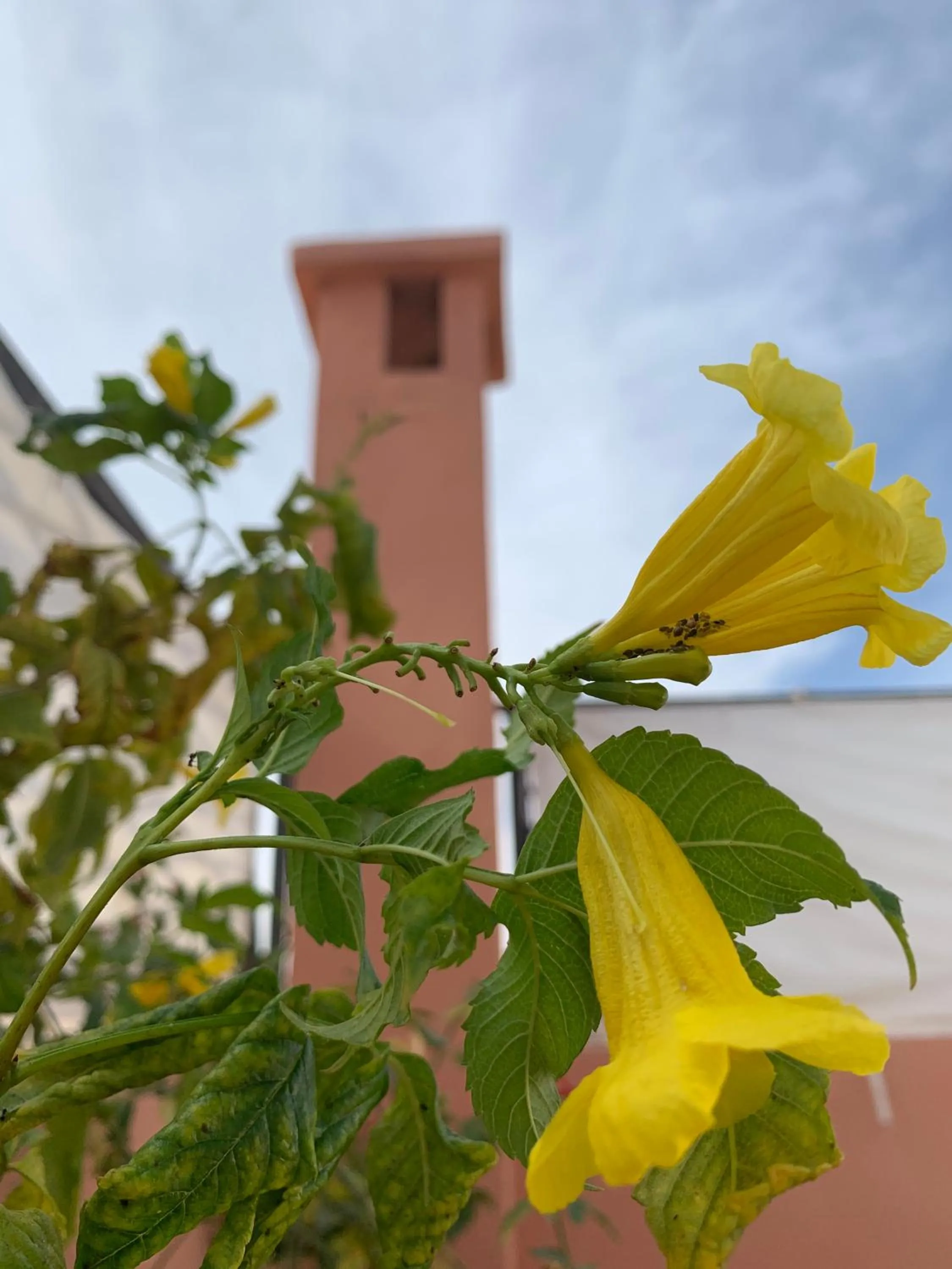 Balcony/Terrace in Riad Dar Mamouni