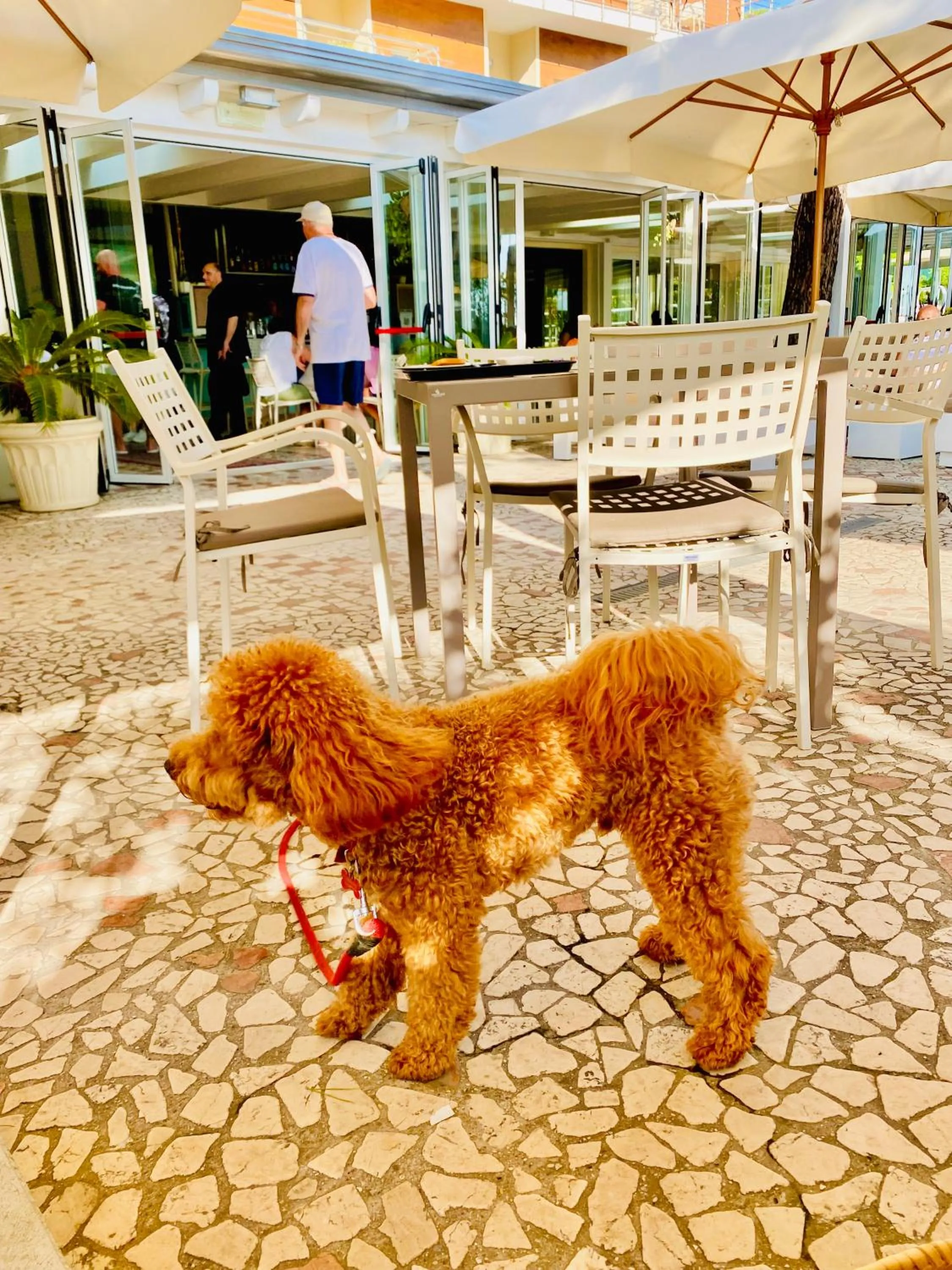 pet friendly in Hotel Franca