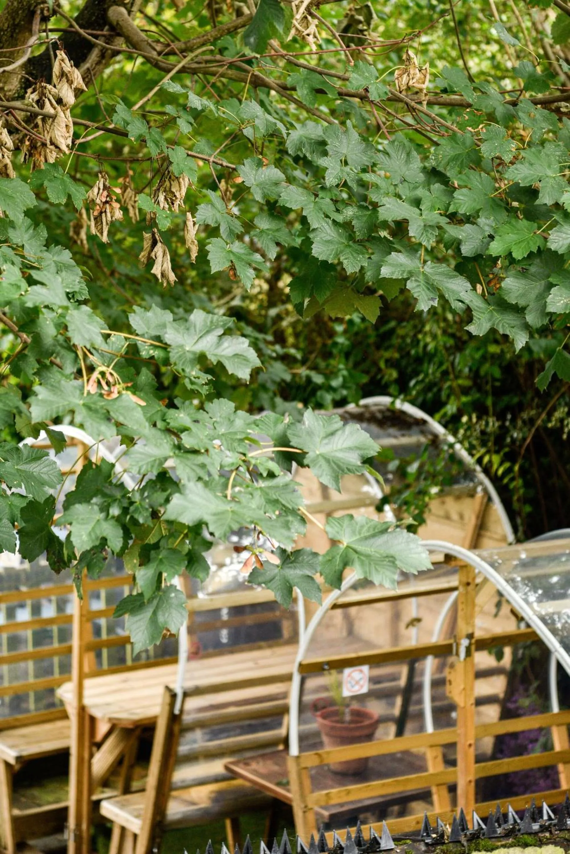 Garden in The Old Bell