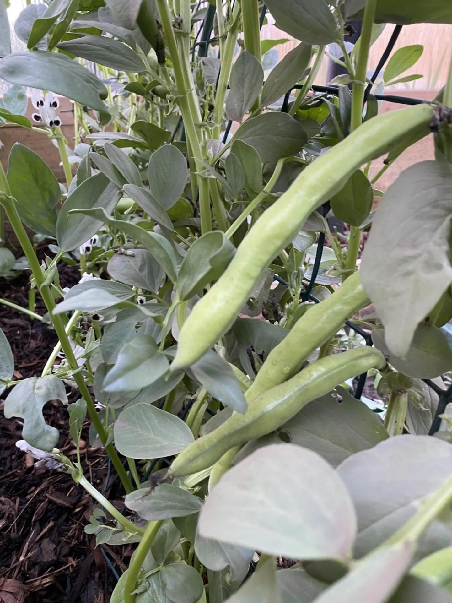 Garden in The Station Hotel