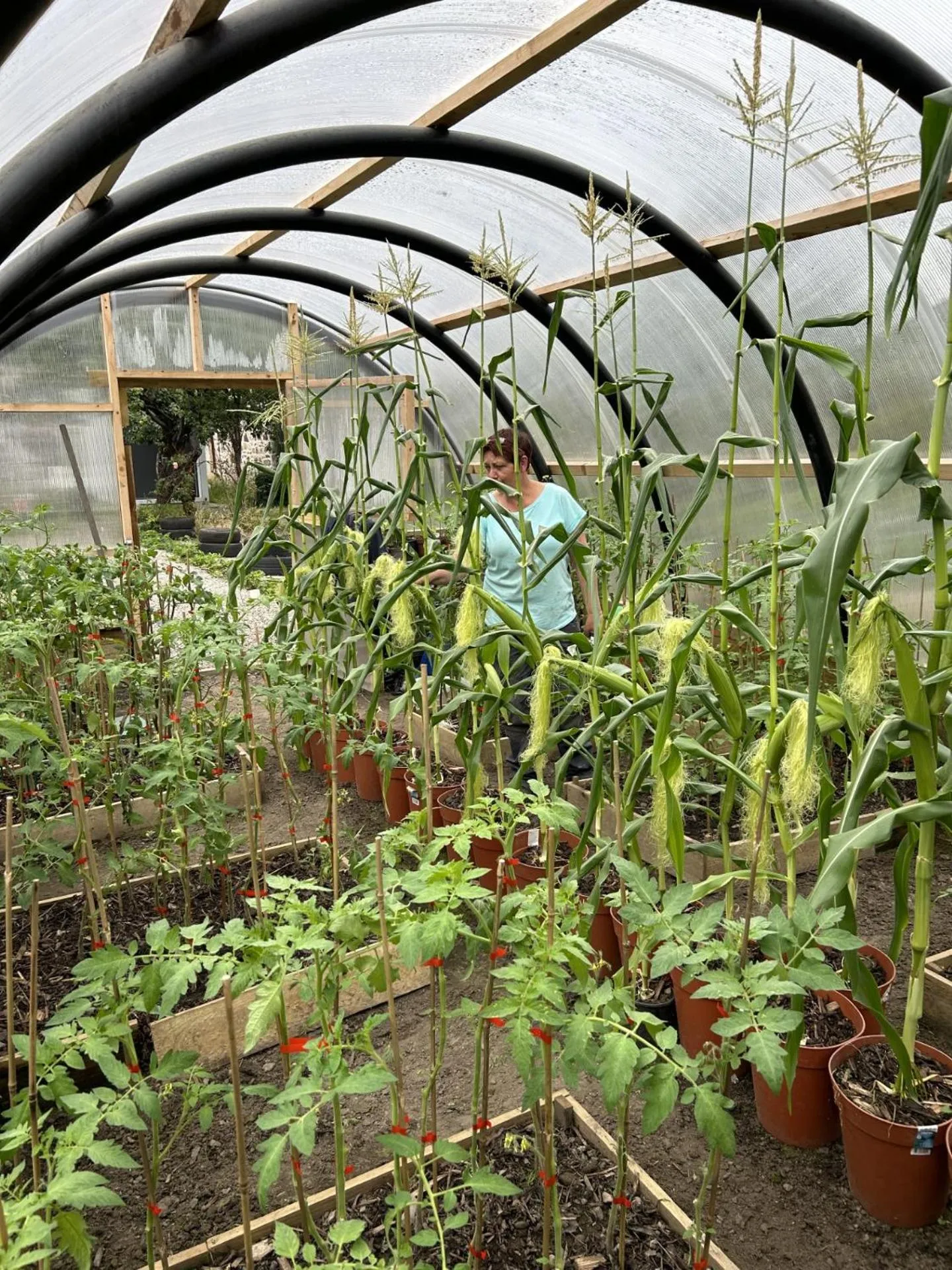 Garden in The Station Hotel