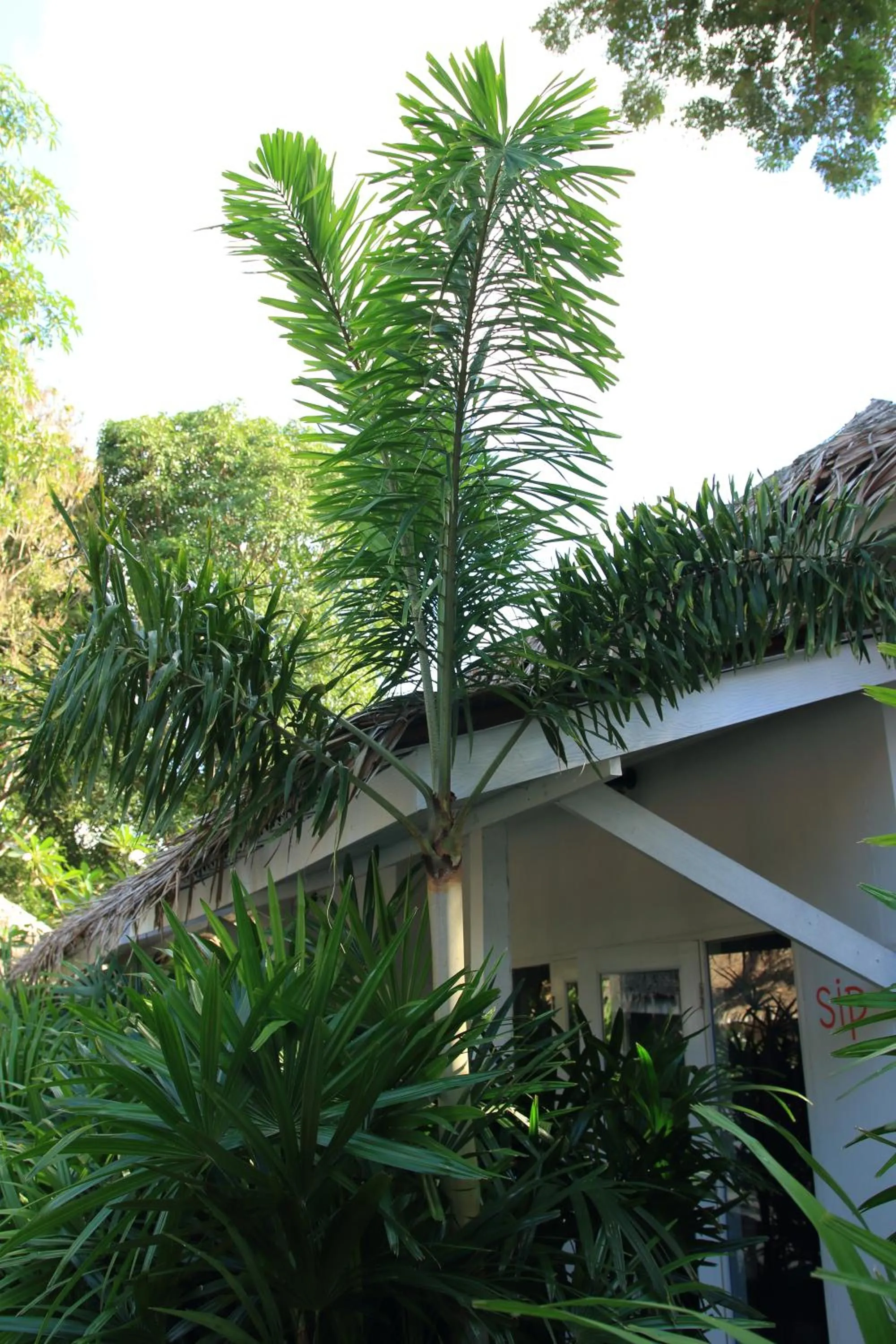 Garden in The White Cottage