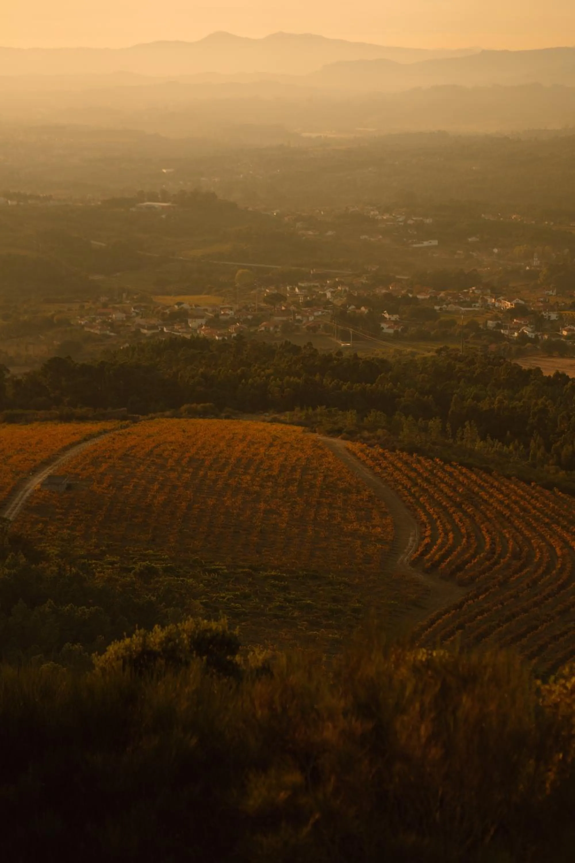 Natural landscape in The Vinea Collection Hotel by Piamonte Hotels