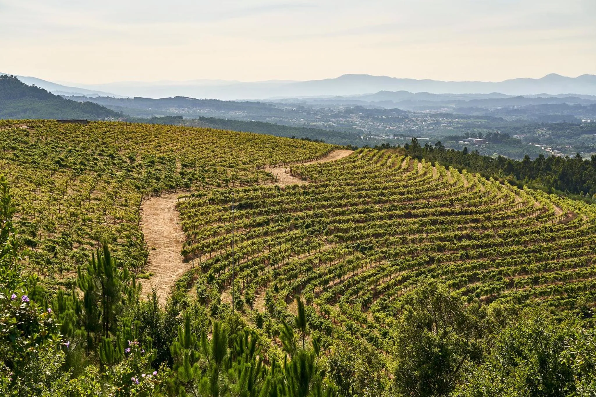 Property building in The Vinea Collection Hotel by Piamonte Hotels