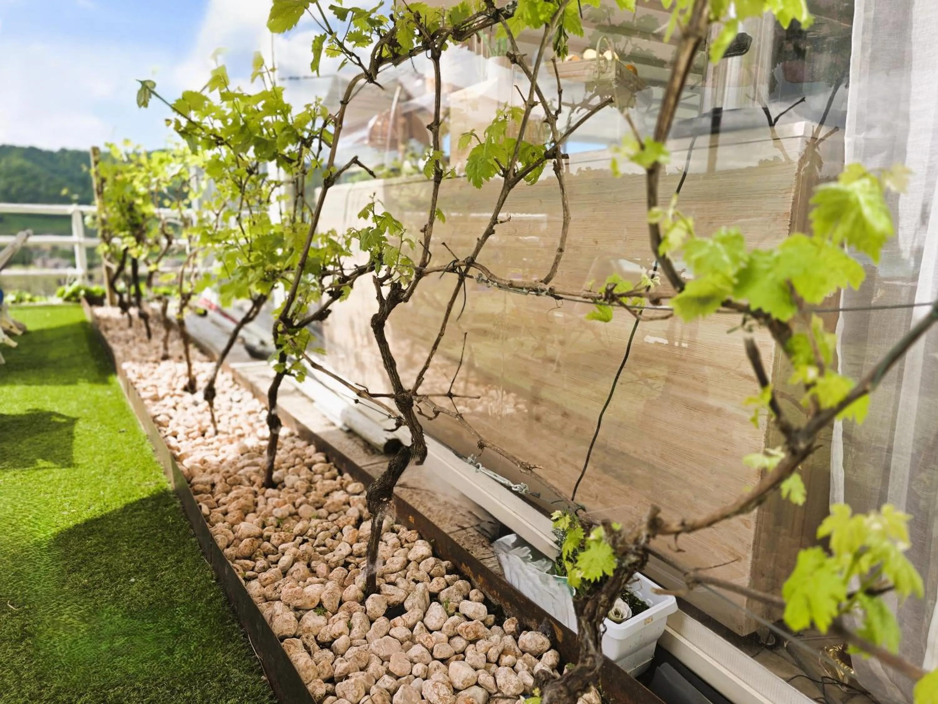 Garden in Relais Villa Olivi