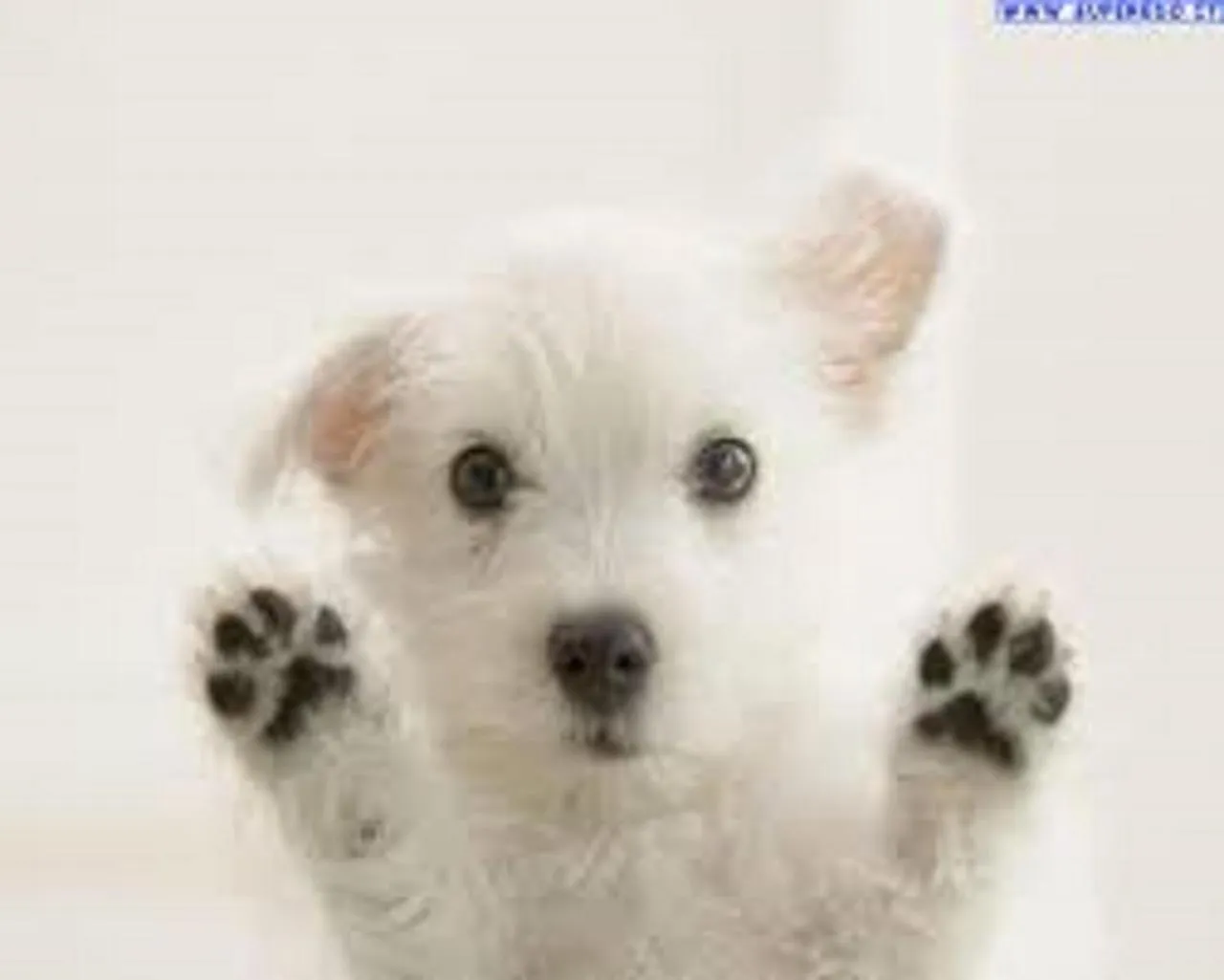 Animals in Residence Altea