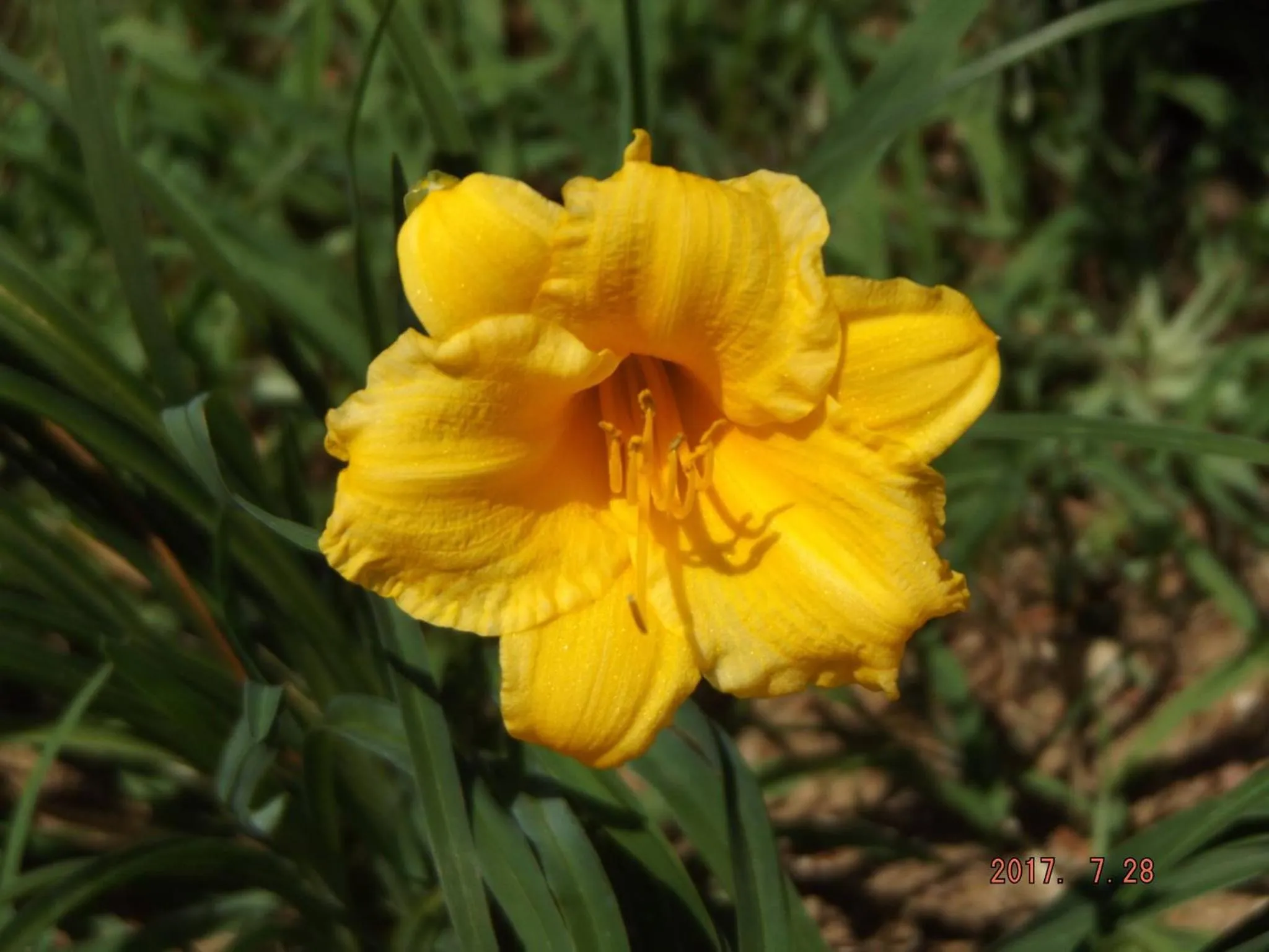 Garden in B&B Artistic House