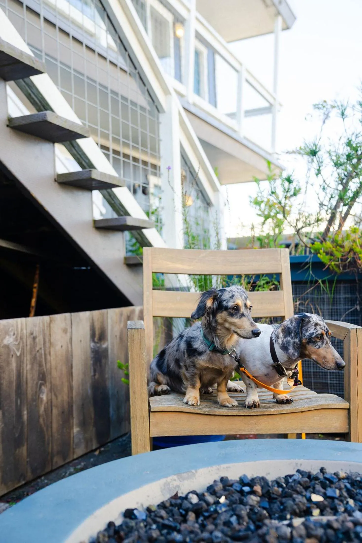 Pets in Salt Hotel & Pub