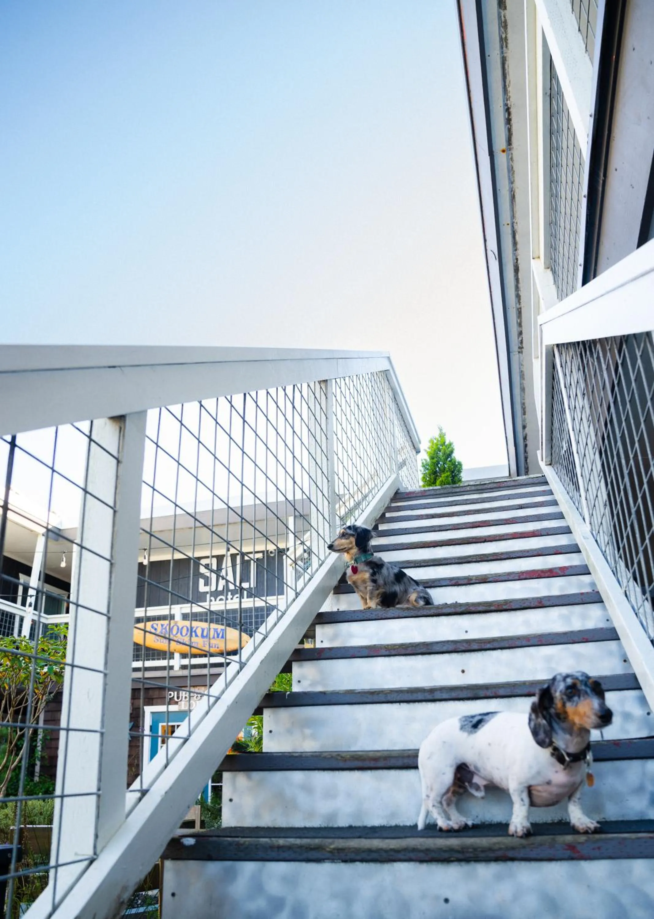 Pets in Salt Hotel & Pub