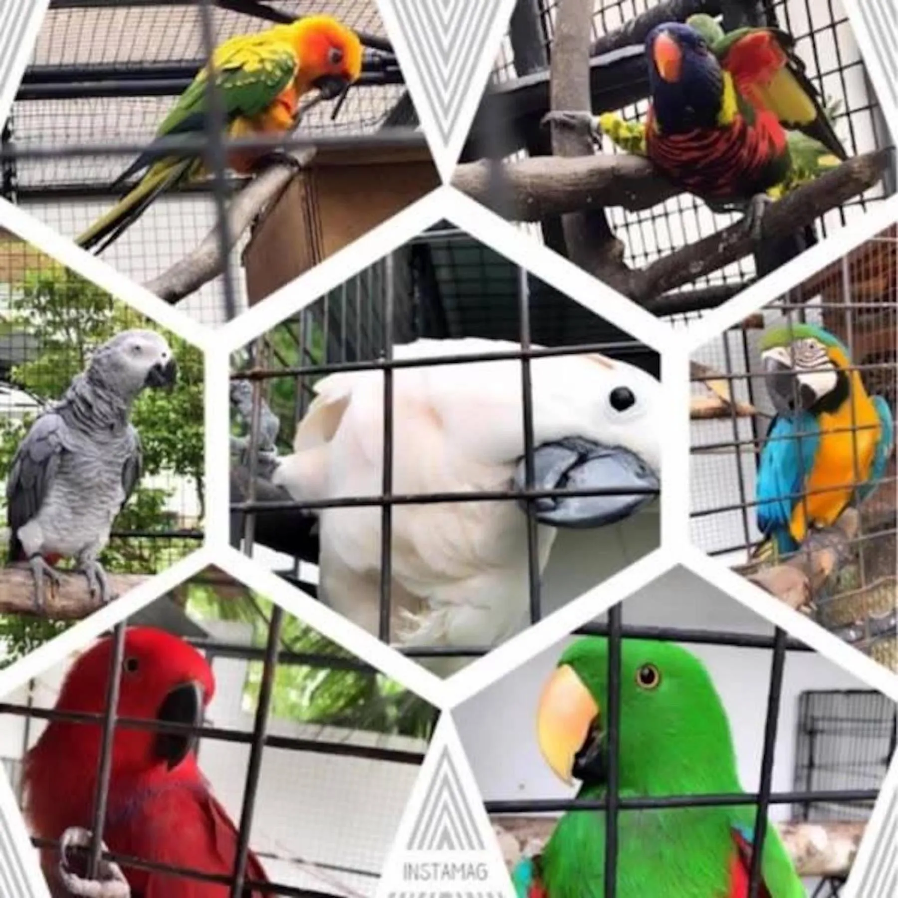Animals in Parrot Resort Moalboal