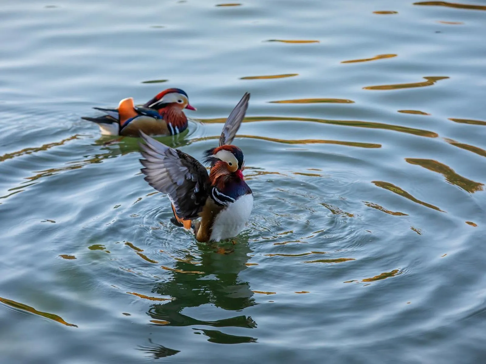 Natural landscape in The Silk Lakehouse, Shangri-La Hangzhou