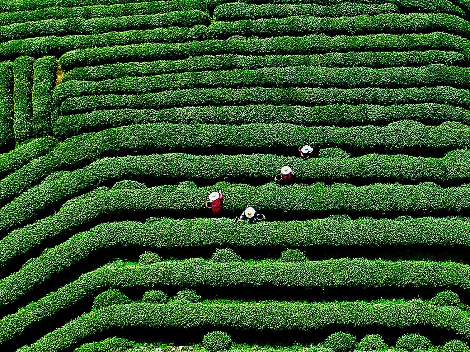 Natural landscape in The Silk Lakehouse, Shangri-La Hangzhou