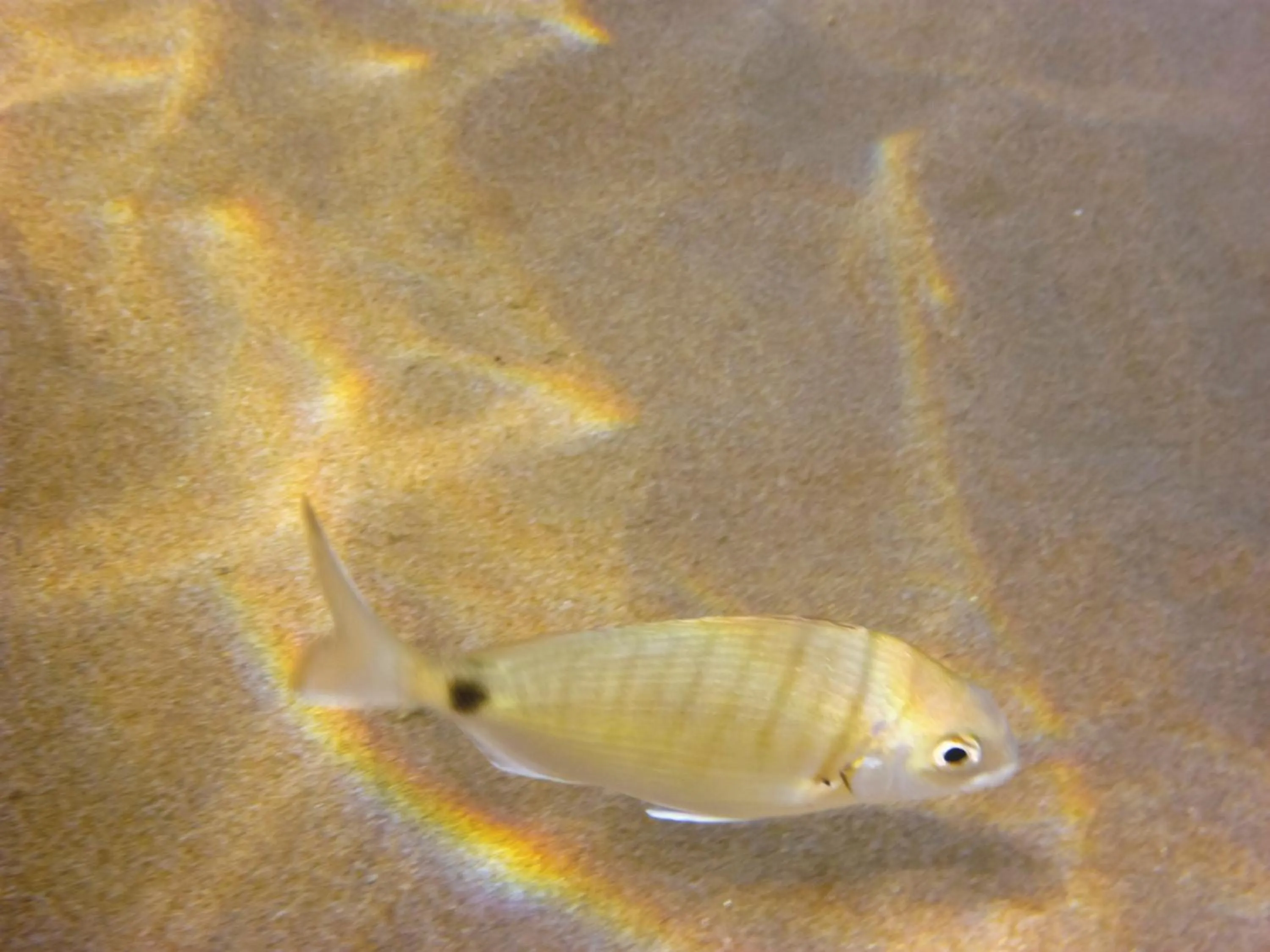 Snorkeling in Ko Lanta Hotels and Working Space