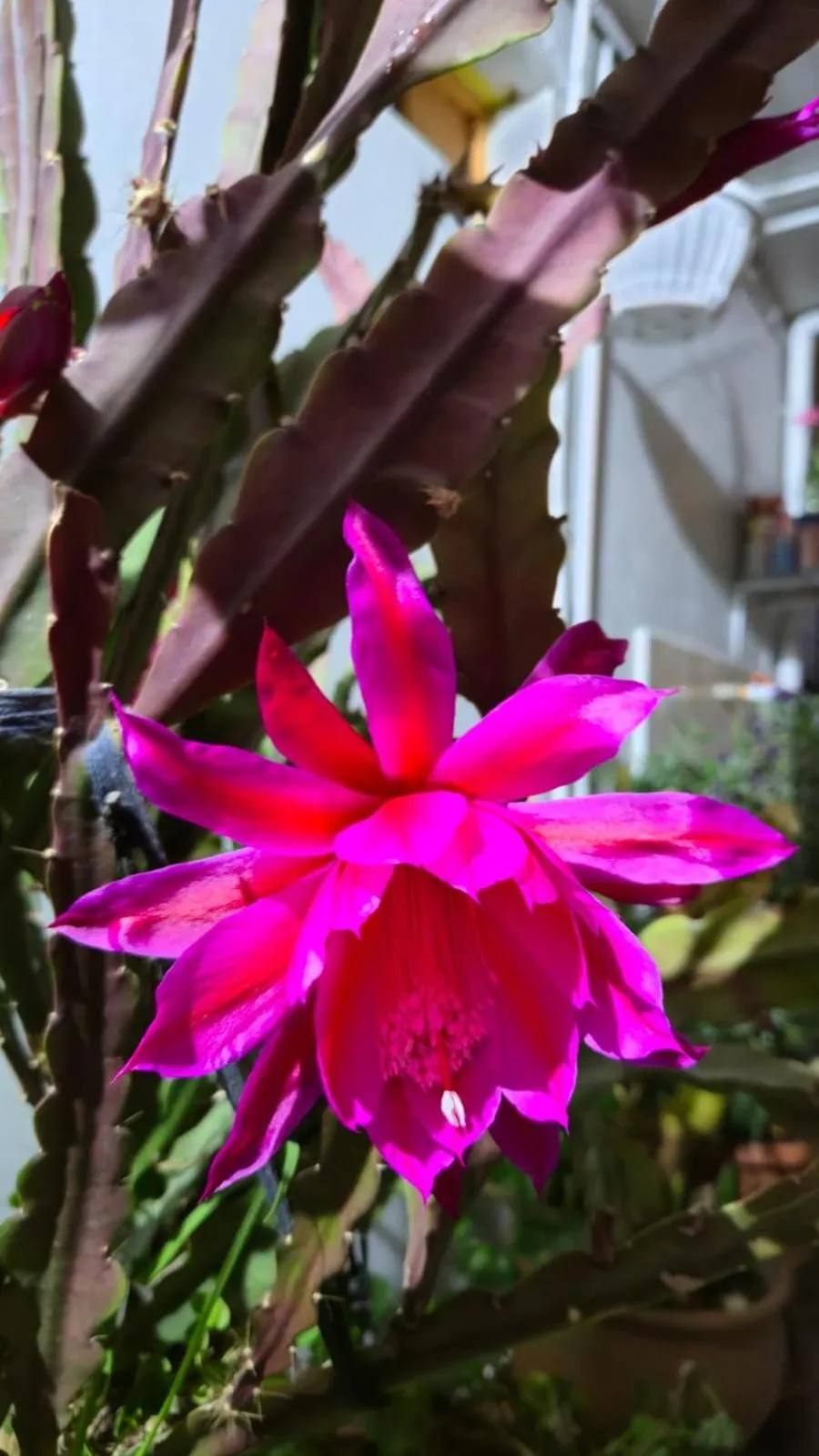 Hotel Virgen del Carmen - Huaraz