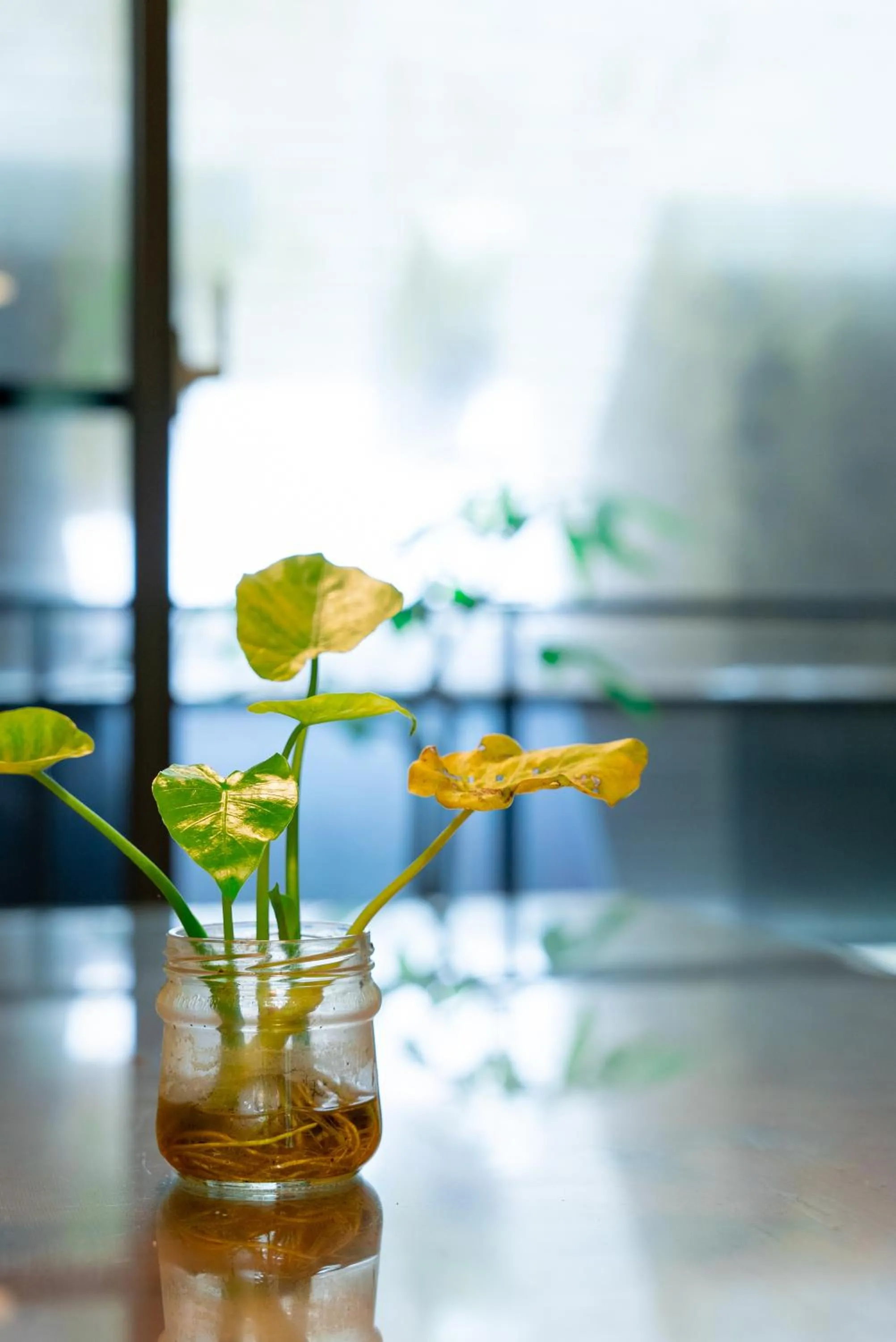 Restaurant/places to eat in Jiaoxi Song Tian B&B