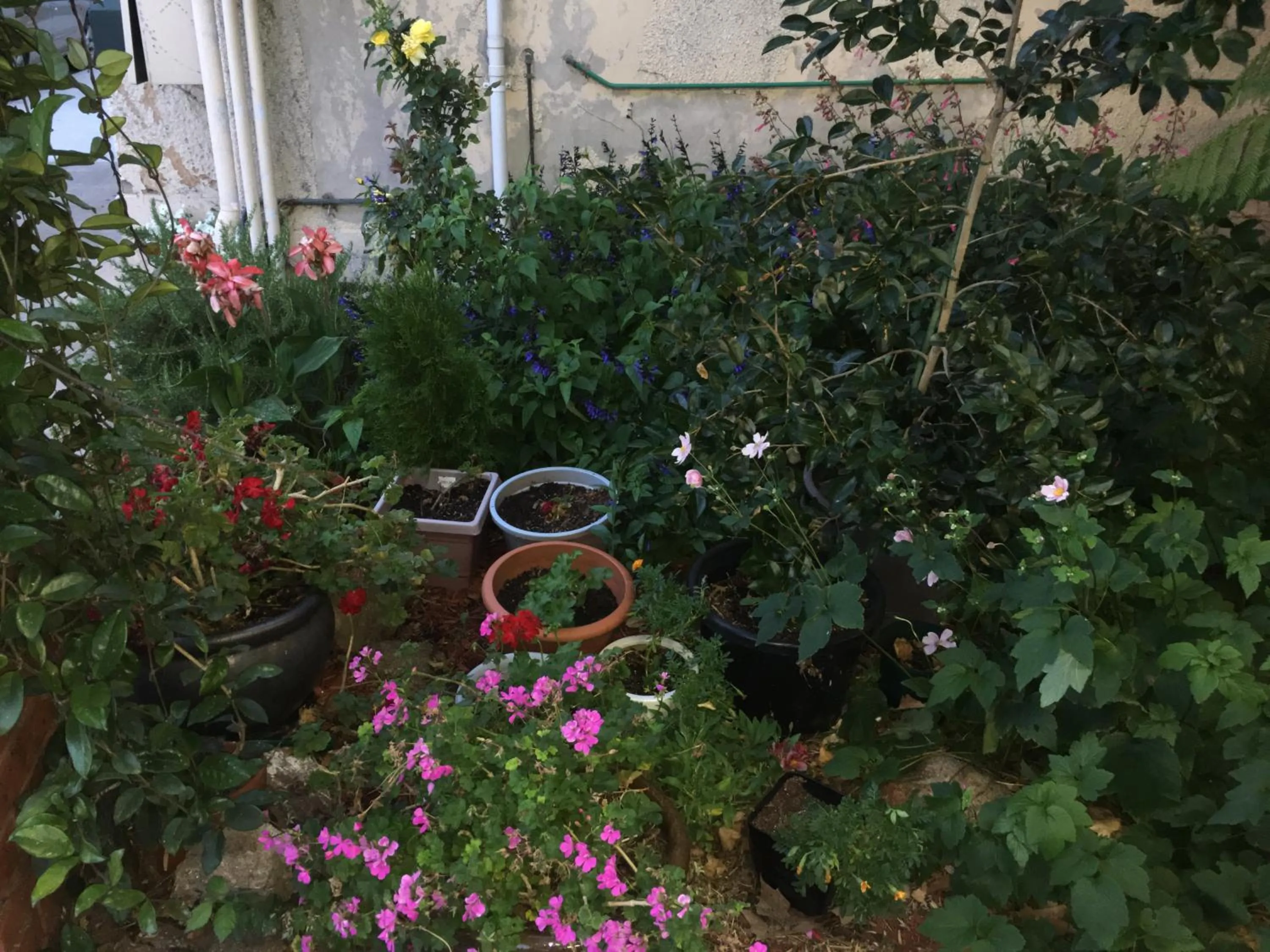 Garden in Albury Central Motel