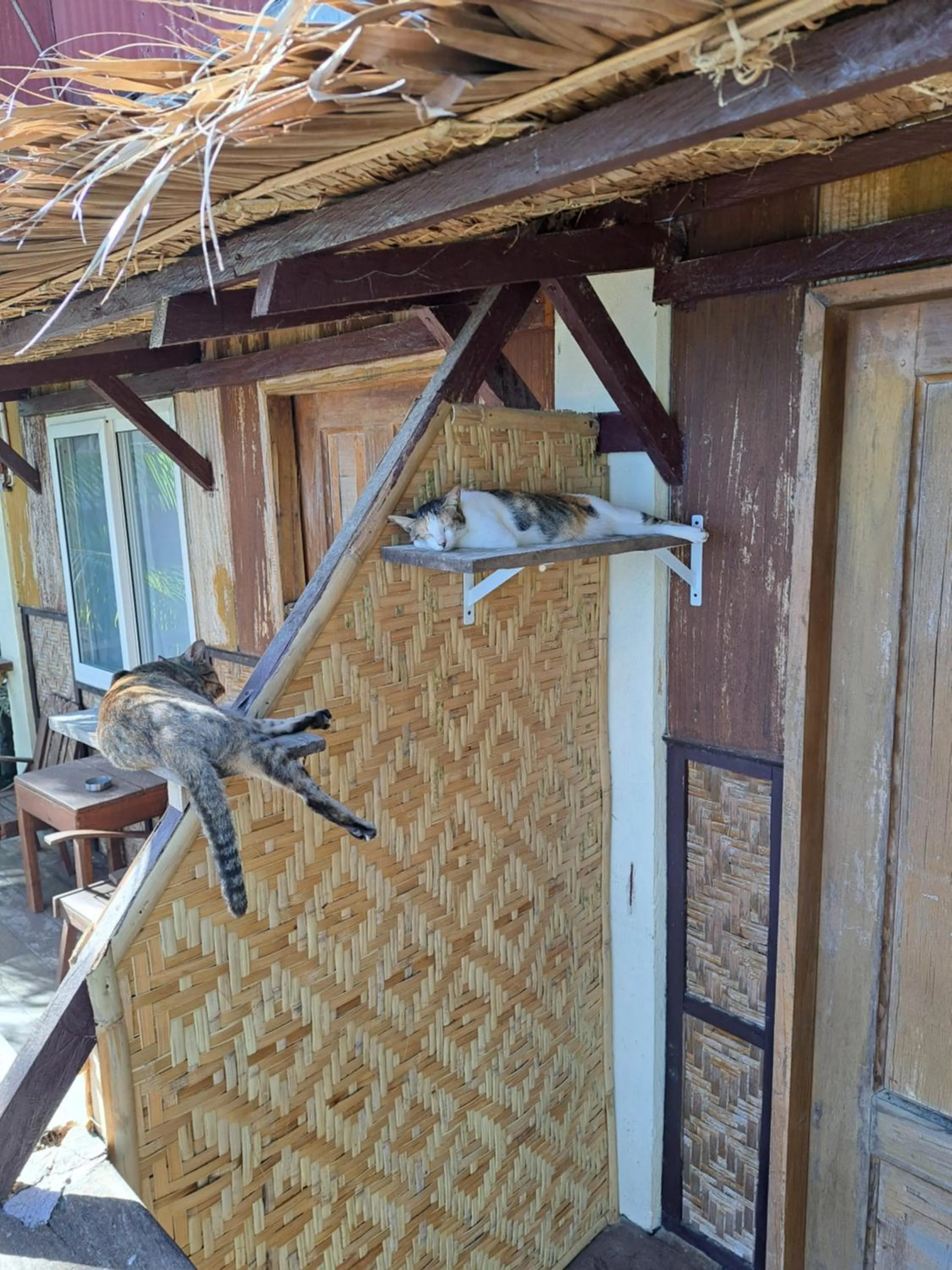 Animals in Paseo Del Mar Seaside Inn