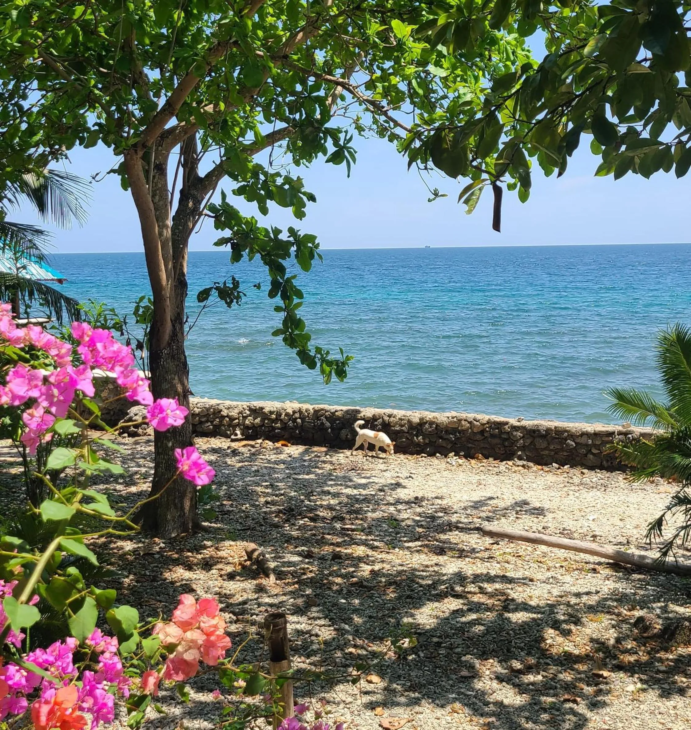 Animals in Paseo Del Mar Seaside Inn