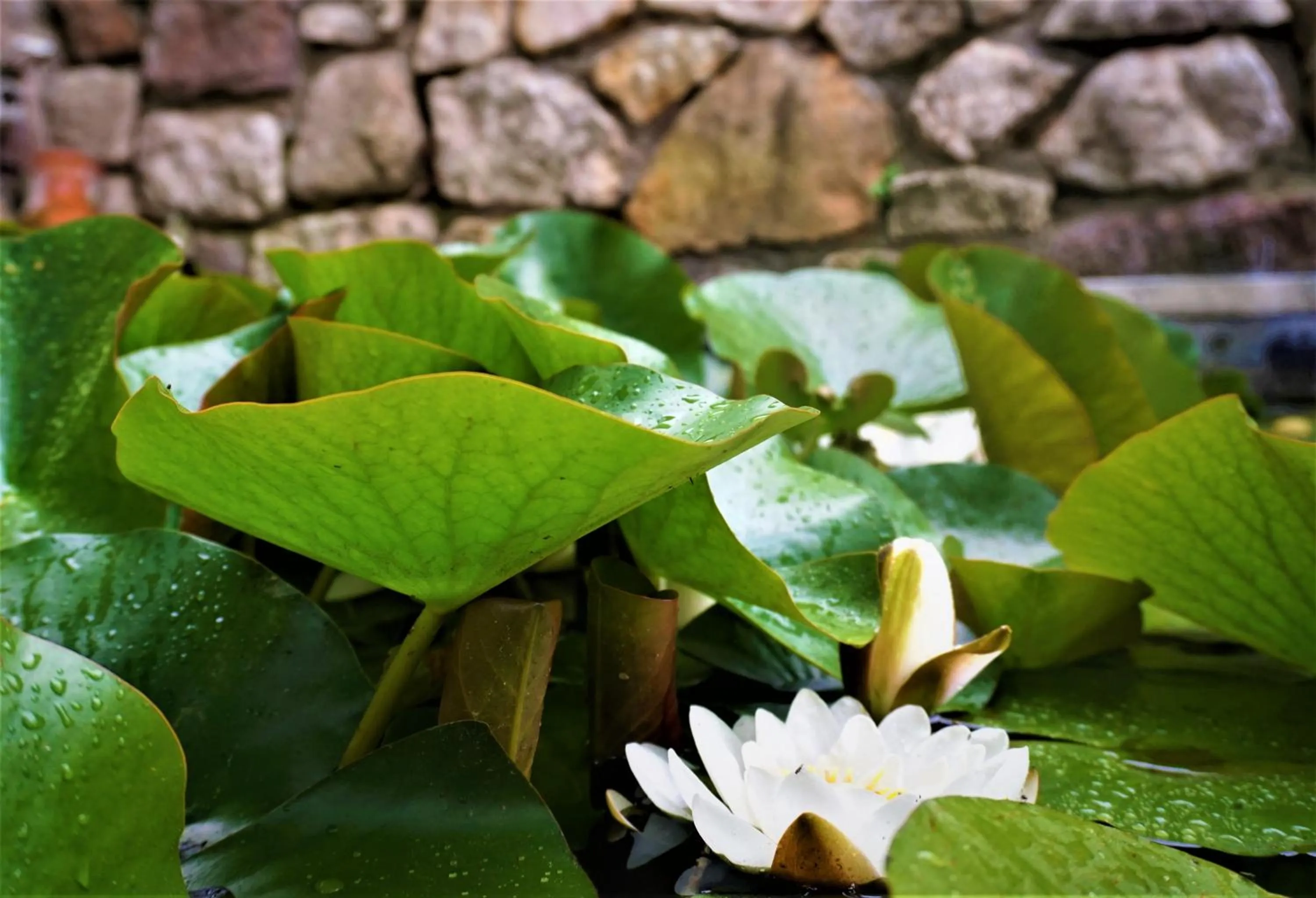 Garden in Guesthouse Dolomiten