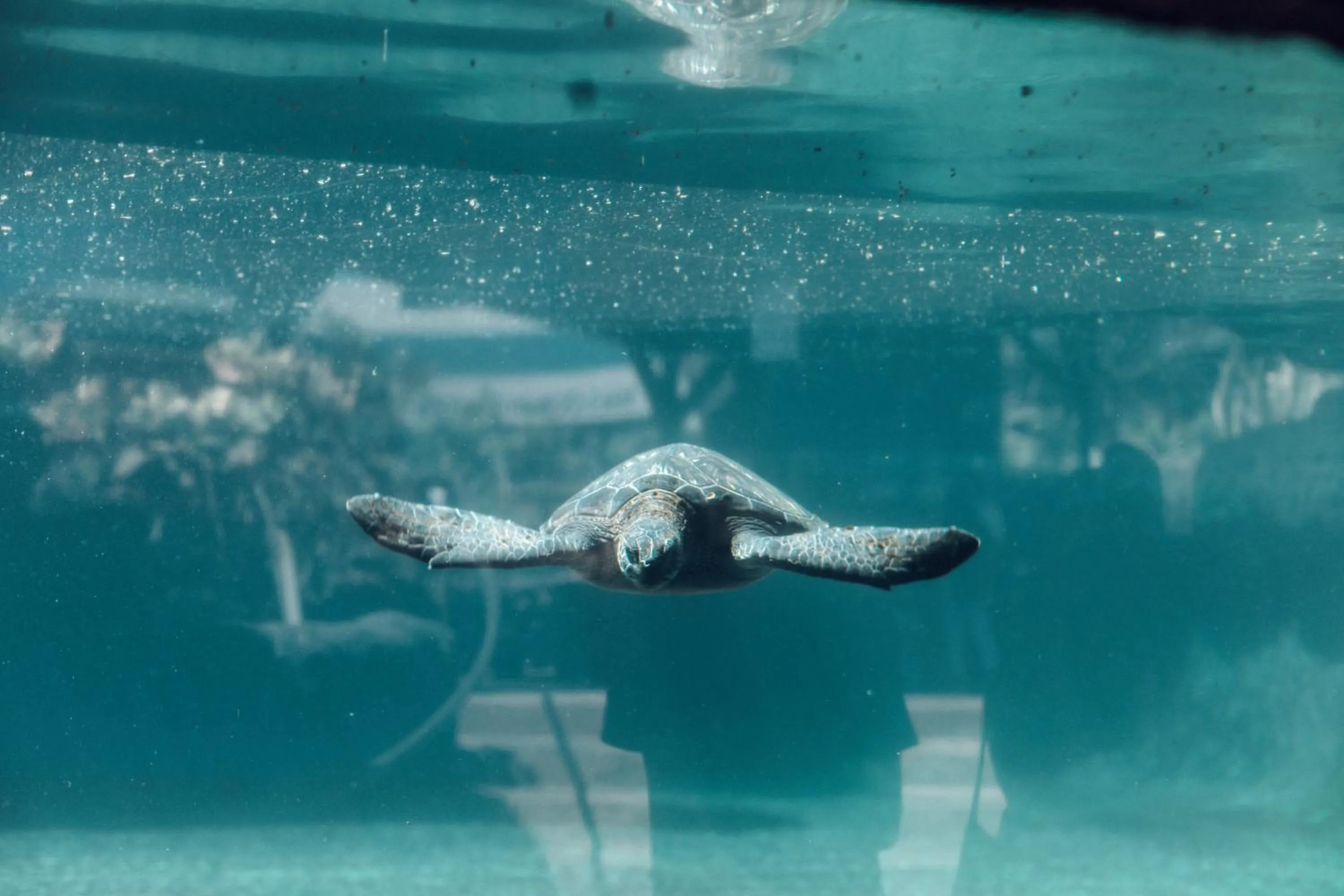 Natural landscape in Hampton Inn & Suites Maui North Shore