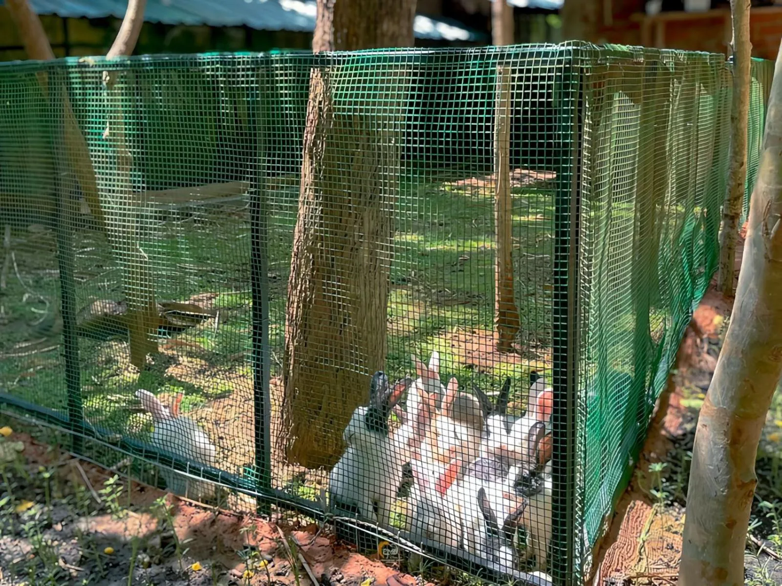 Animals in Habarana Tree House Ambasewana Resort