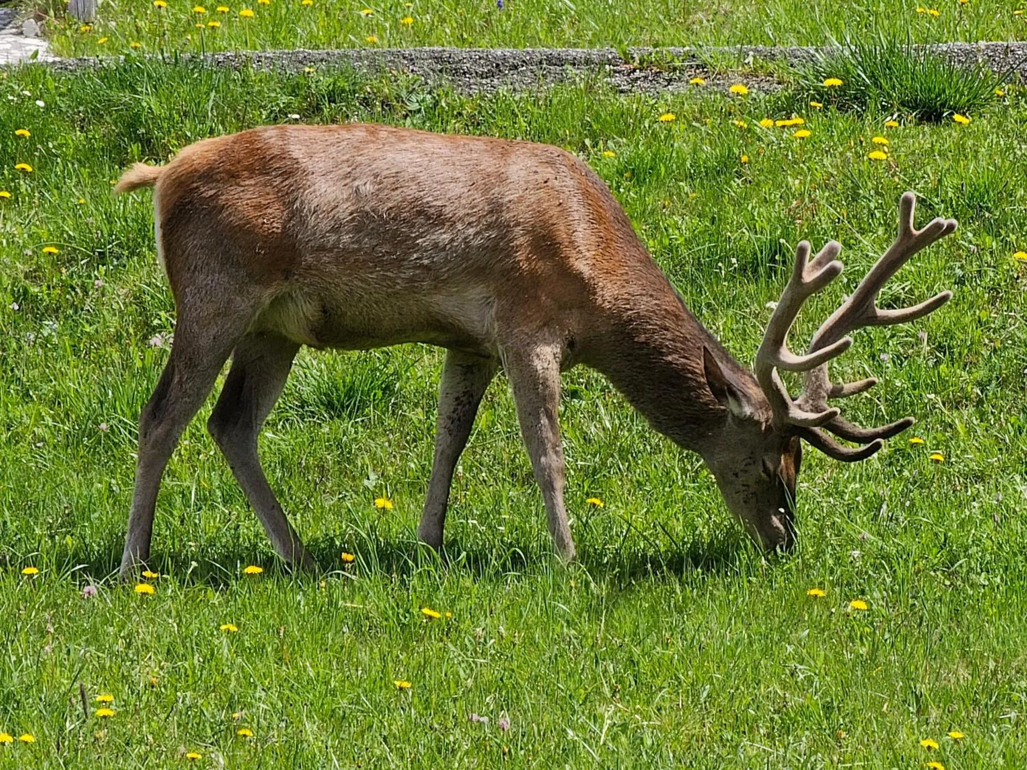 Animals in Hotel Bellaria - Cortina d'Ampezzo