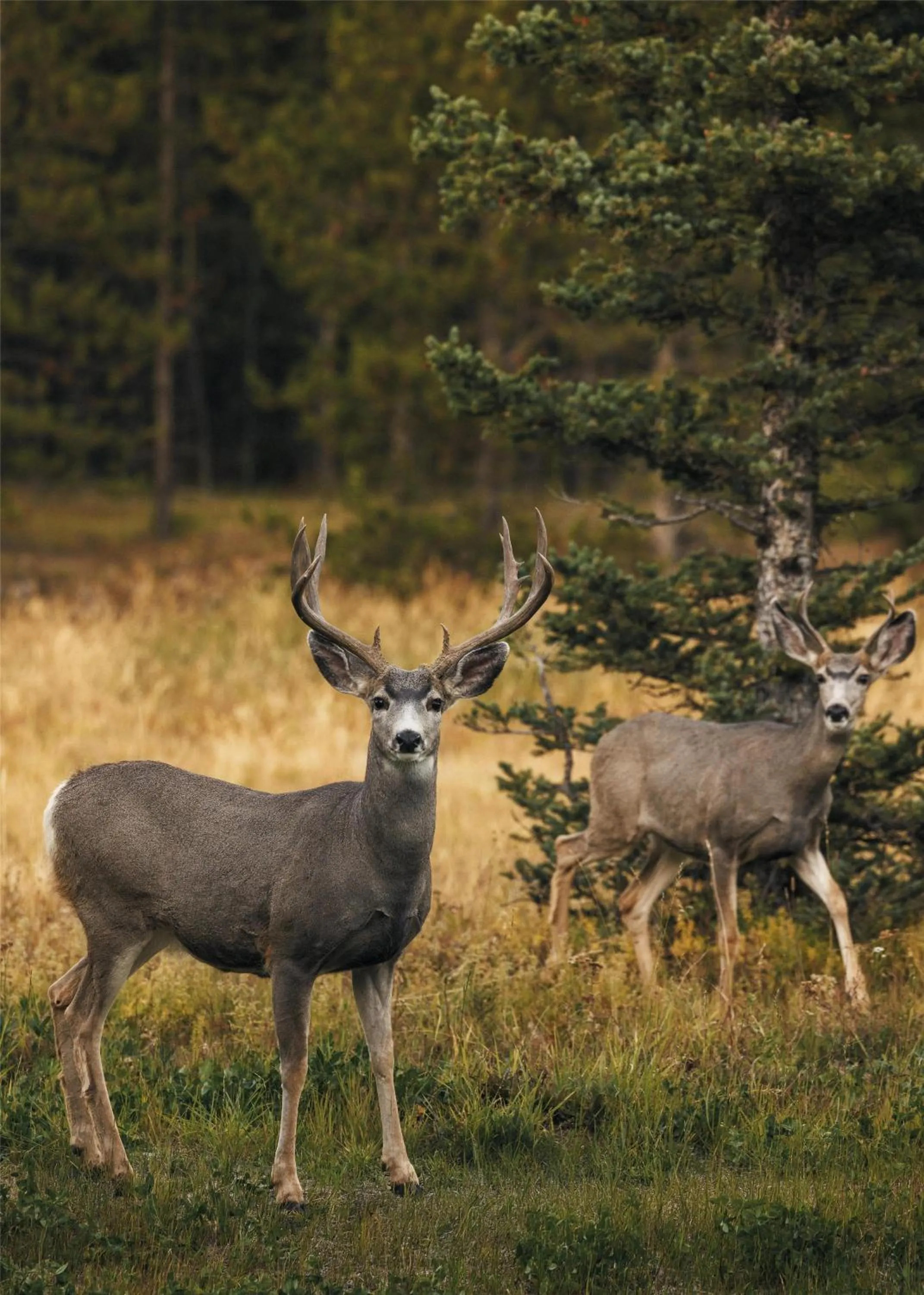 View (from property/room) in One&Only Moonlight Basin