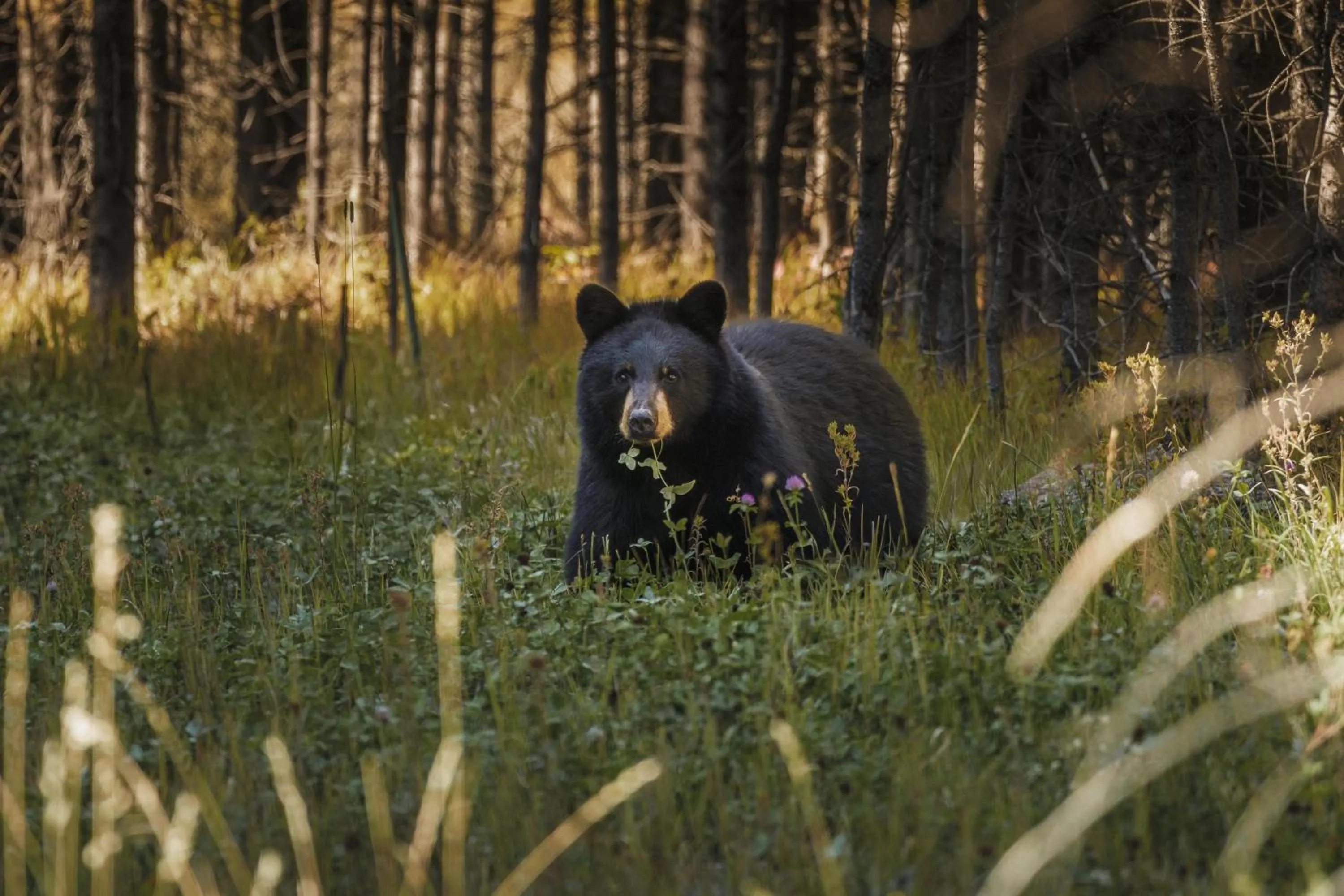 View (from property/room) in One&Only Moonlight Basin