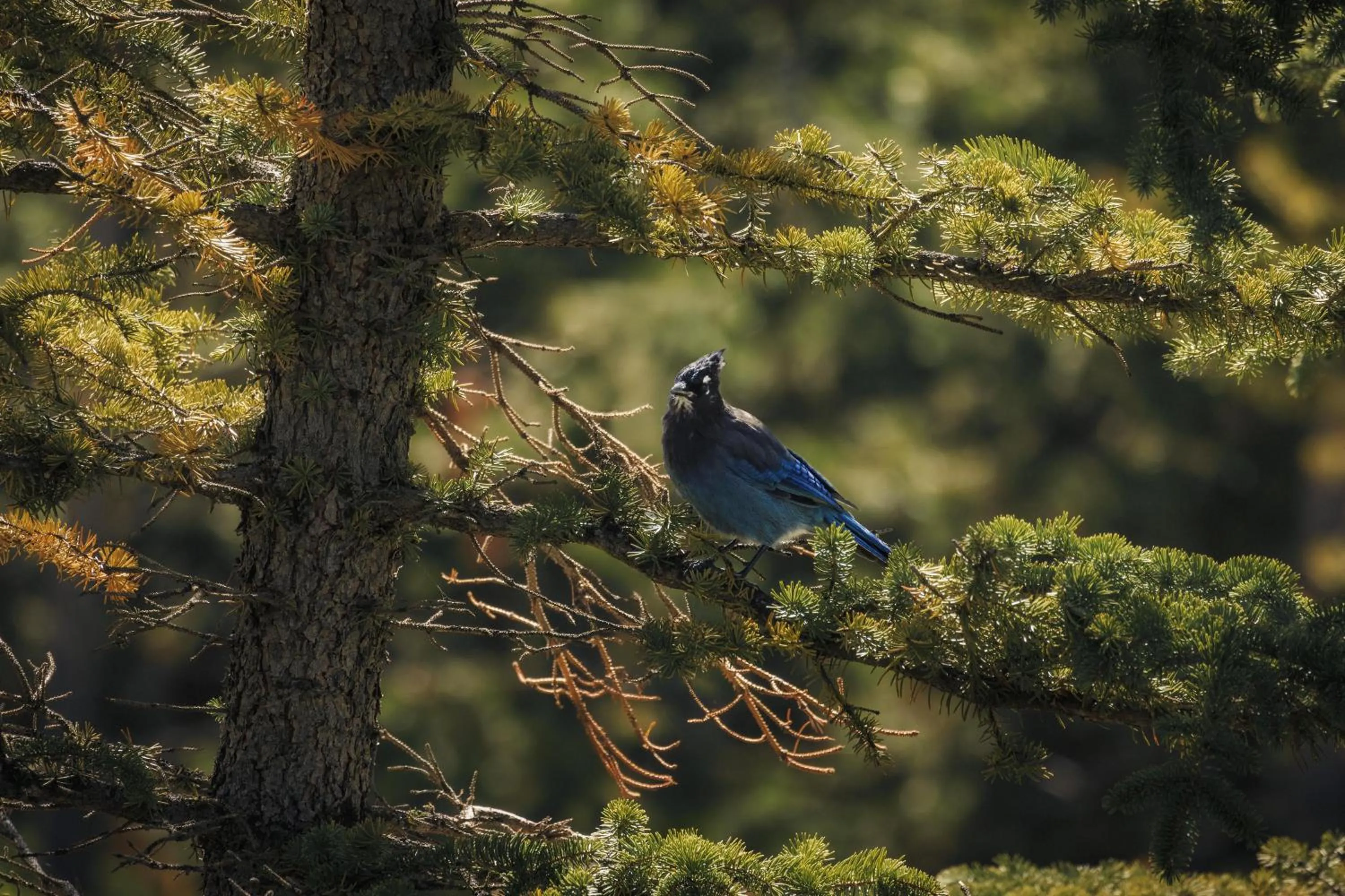 View (from property/room) in One&Only Moonlight Basin