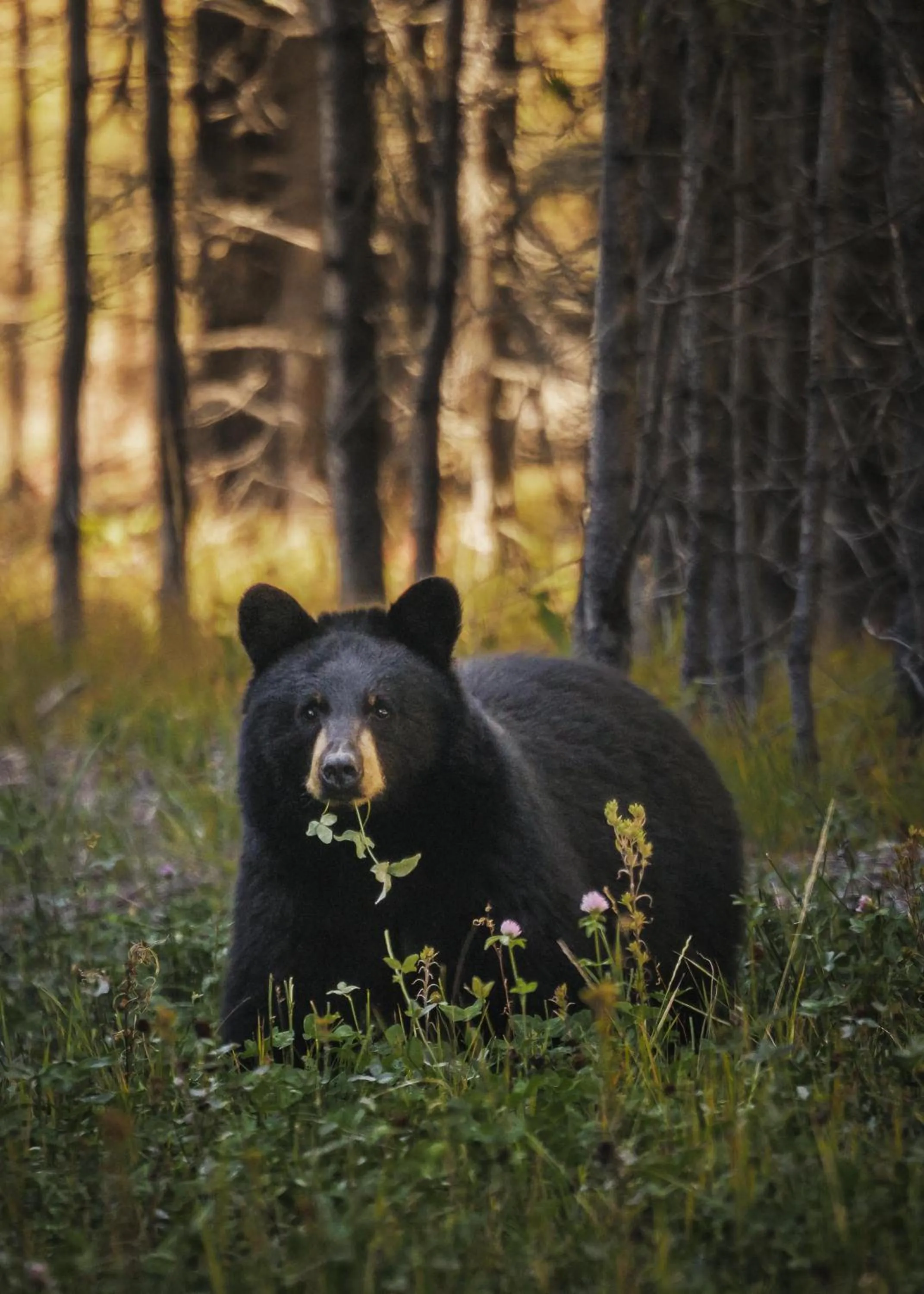 View (from property/room) in One&Only Moonlight Basin