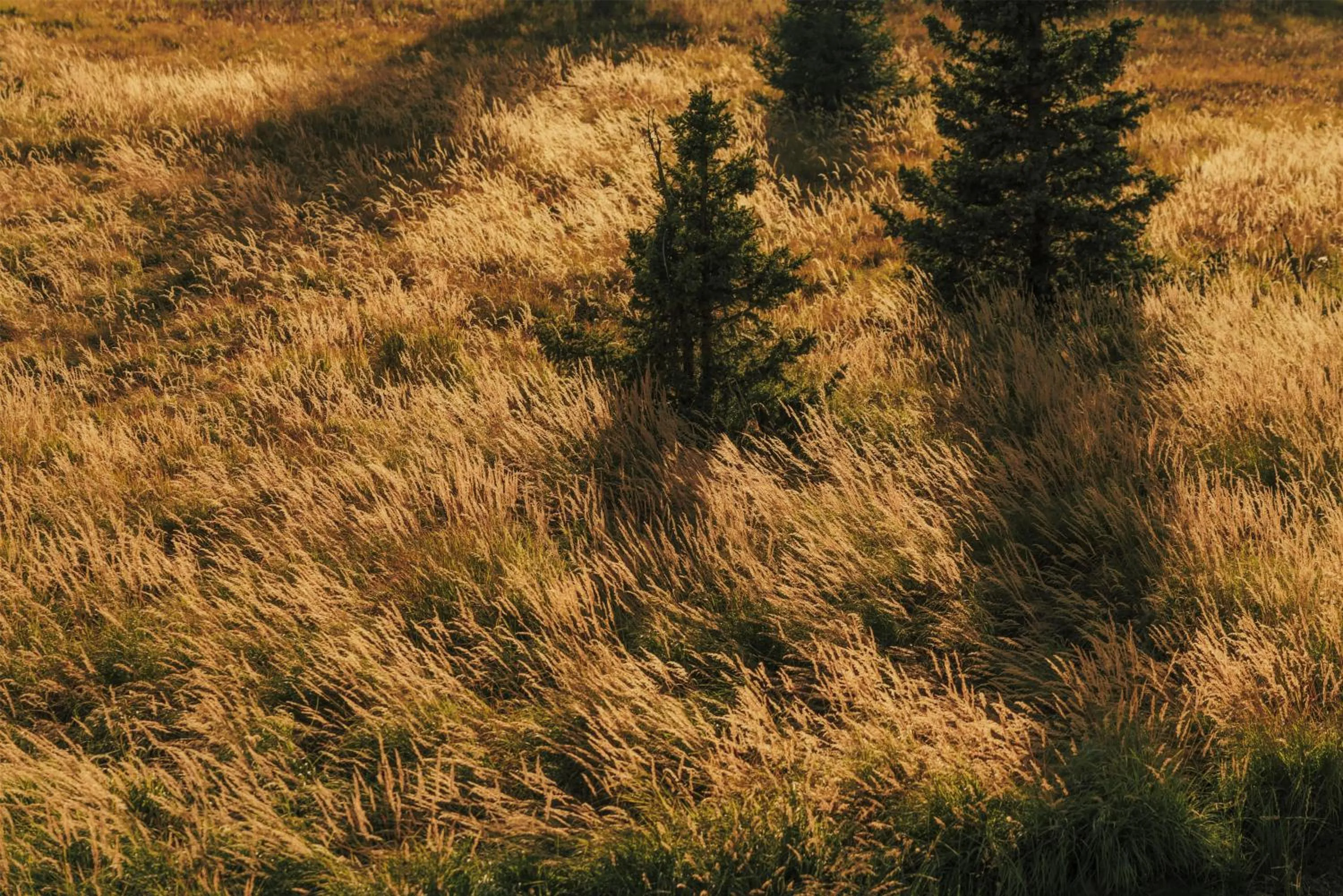 View (from property/room) in One&Only Moonlight Basin