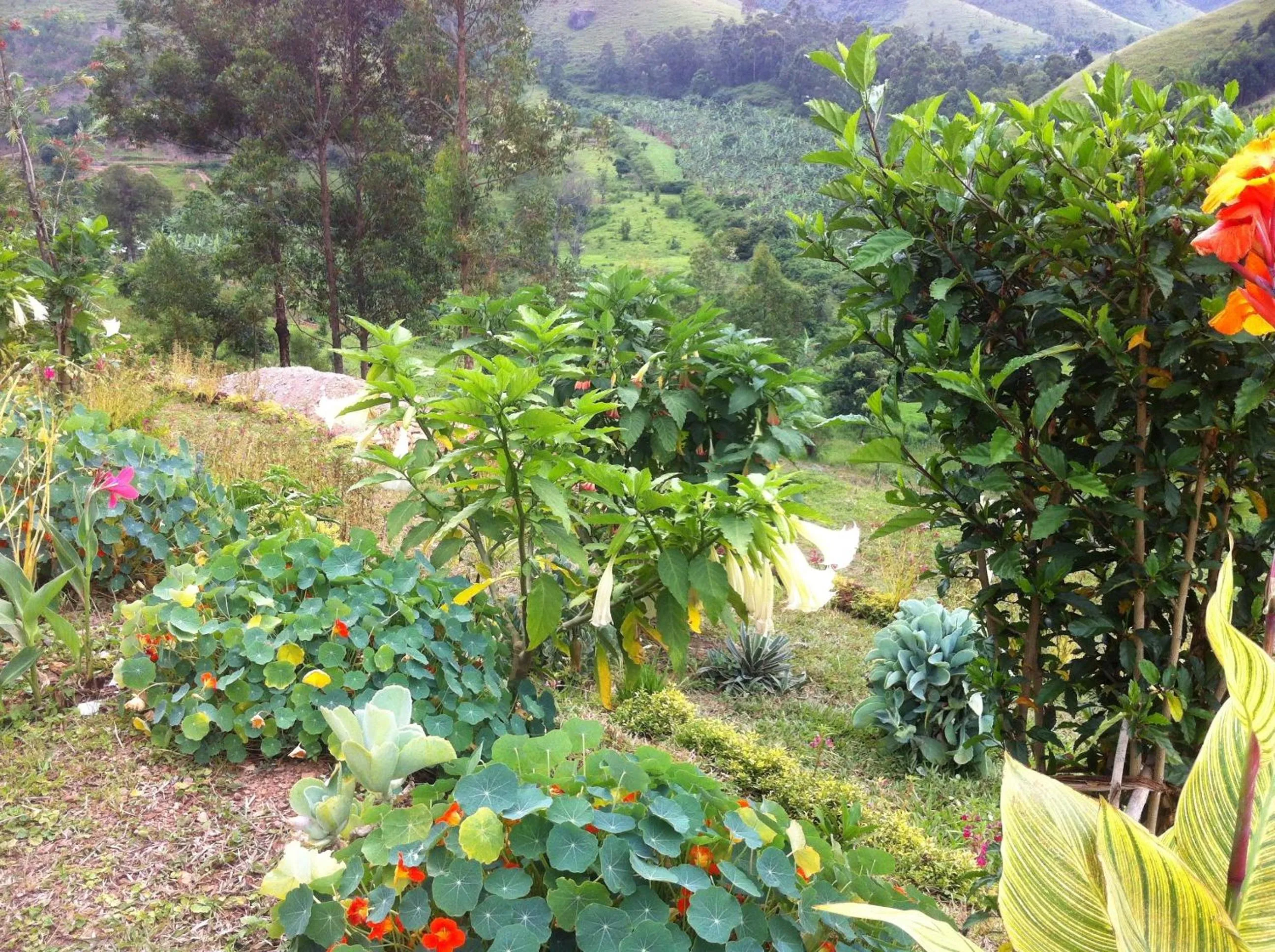 View (from property/room) in Nyore Hillside Retreat