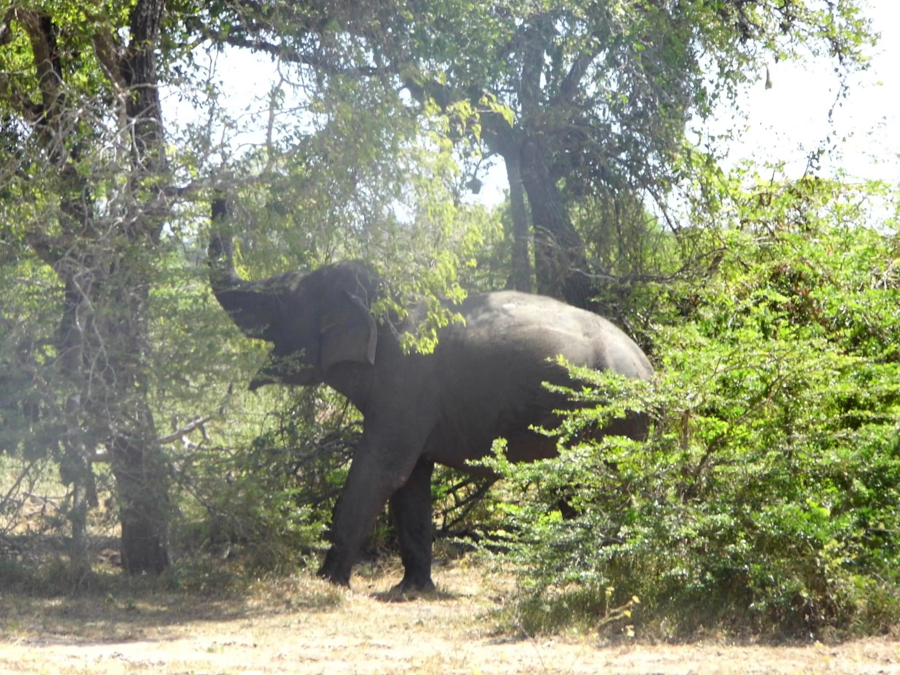 View (from property/room) in Saman Resort Yala