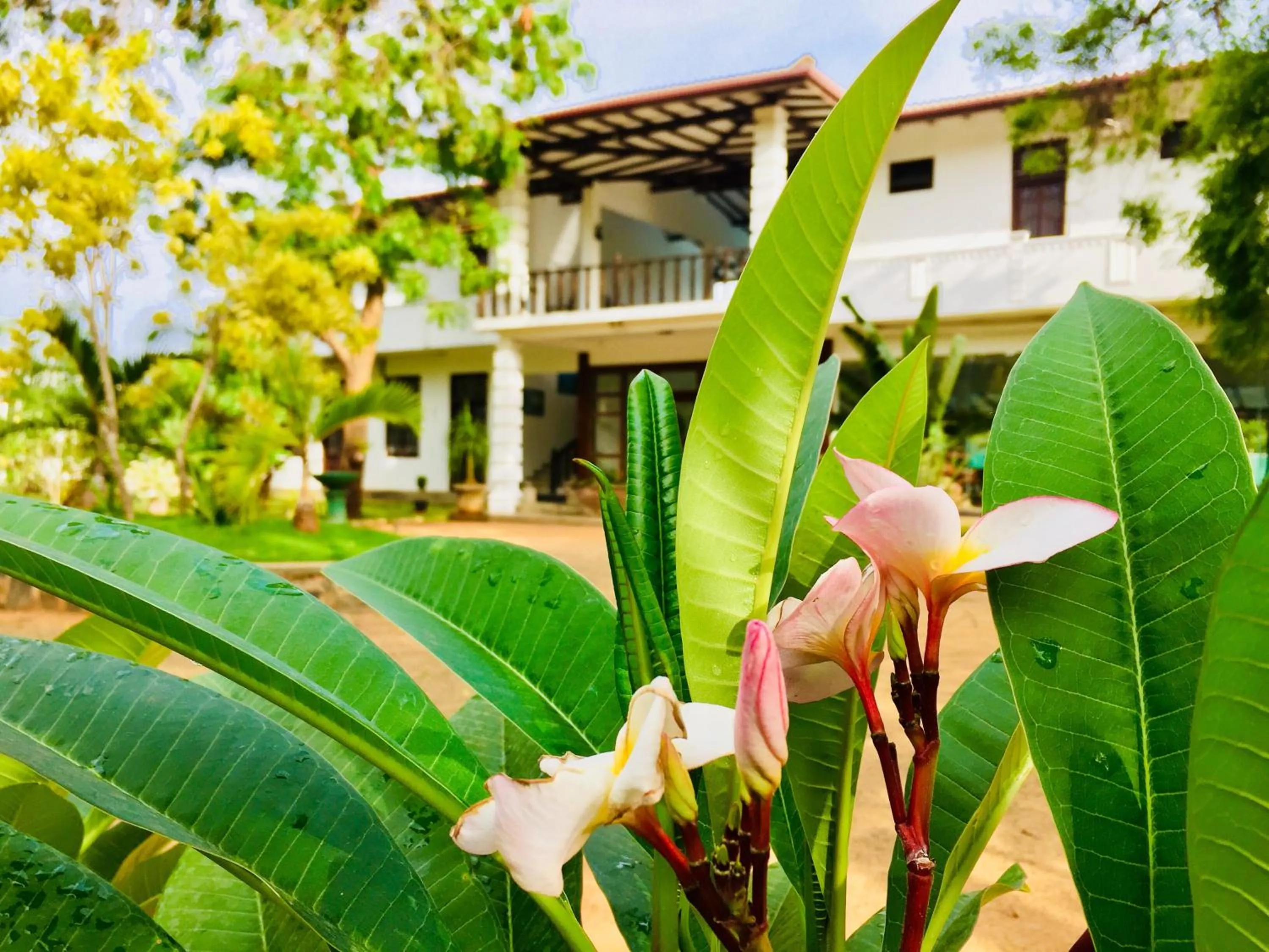 Garden in Saman Resort Yala