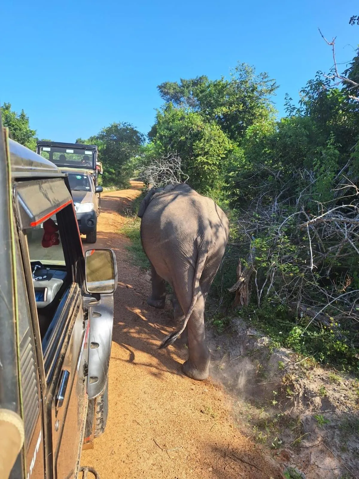 Animals in Saman Resort Yala