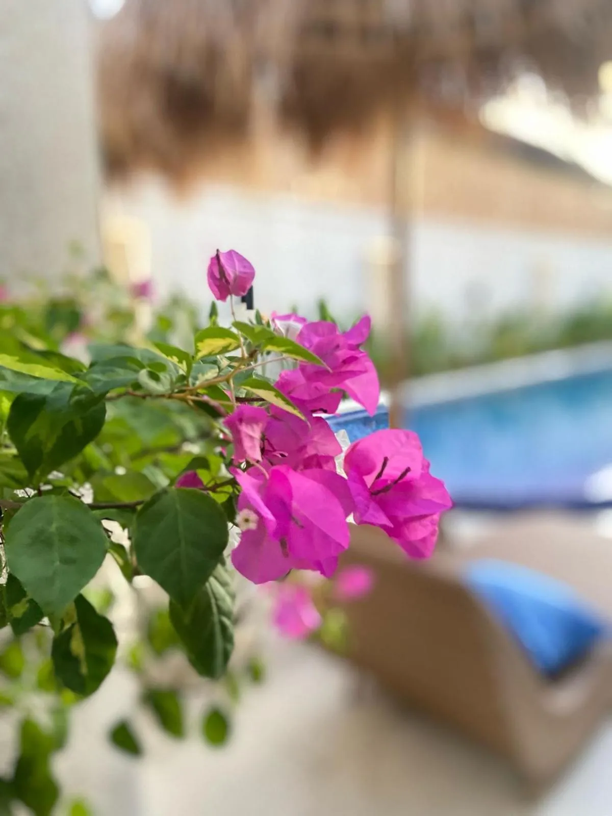 Garden in Santai Suites Nusa Dua-Adults Only