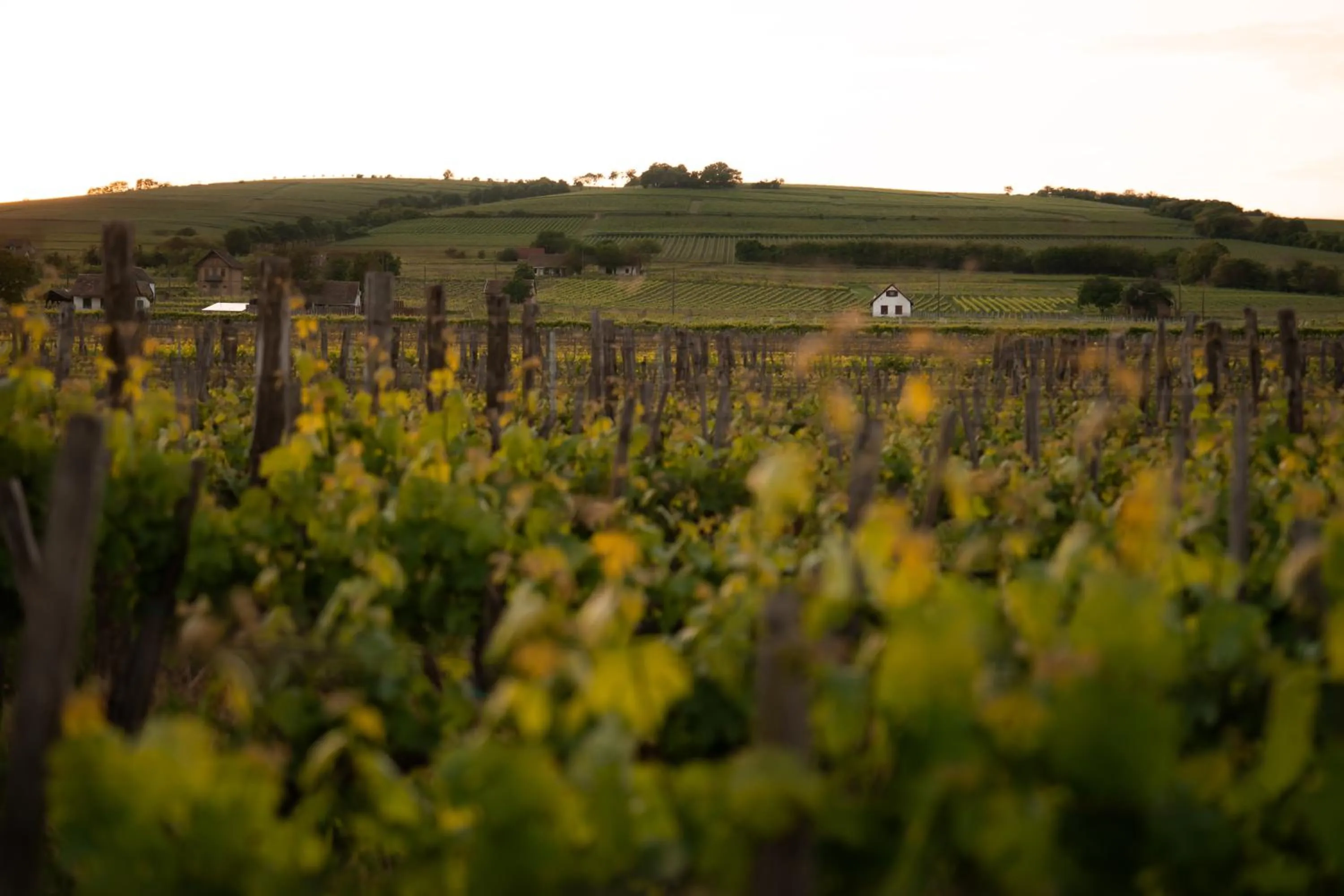 Day in Viale Boutique Hotel