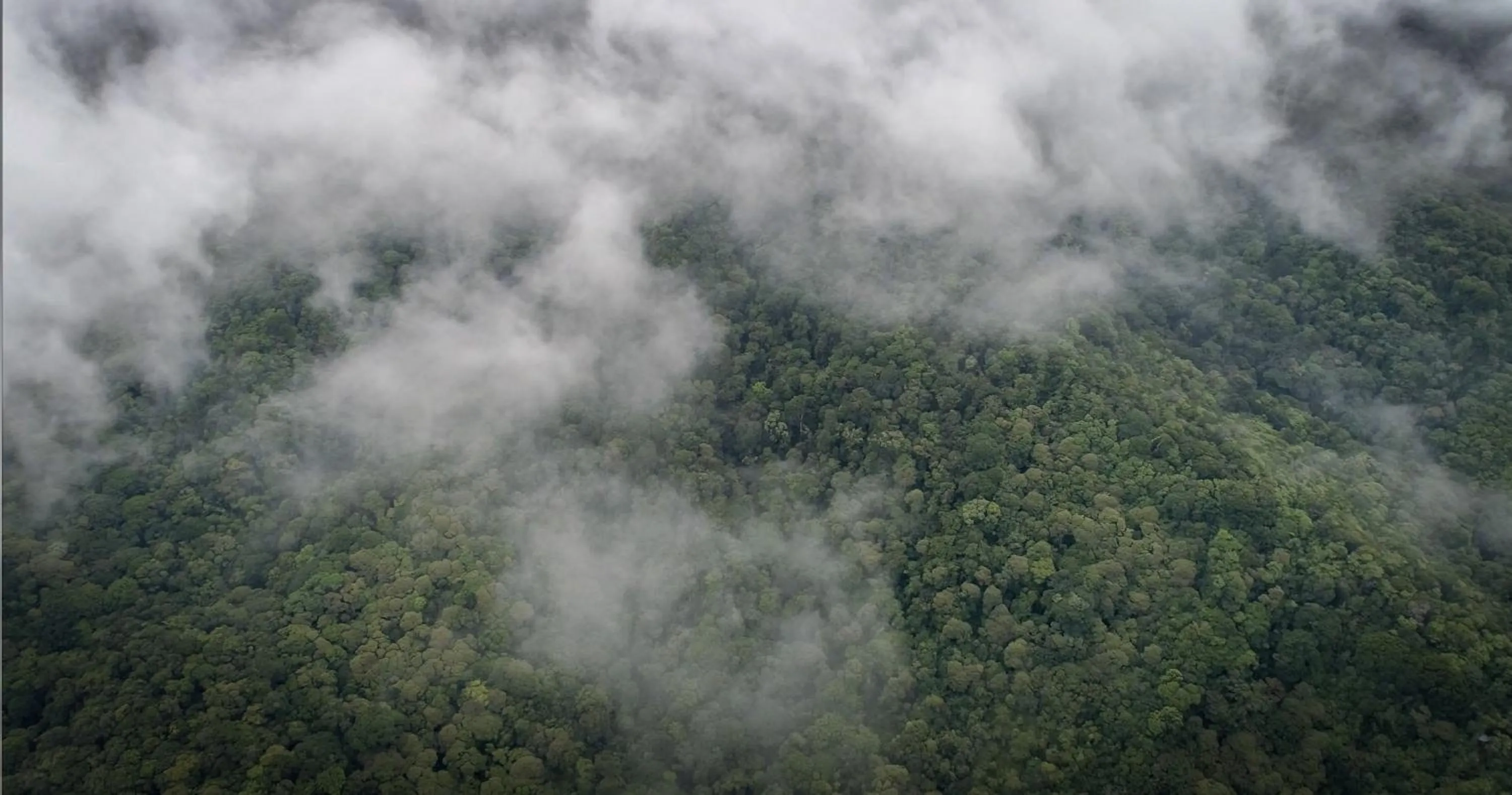 Natural landscape in Cloud Forest Lodge