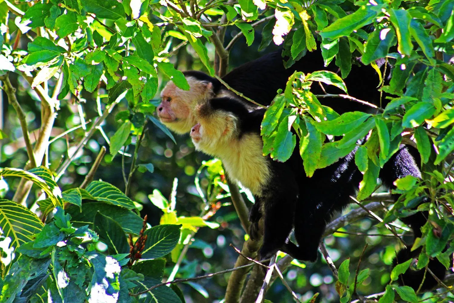 Animals in Cloud Forest Lodge