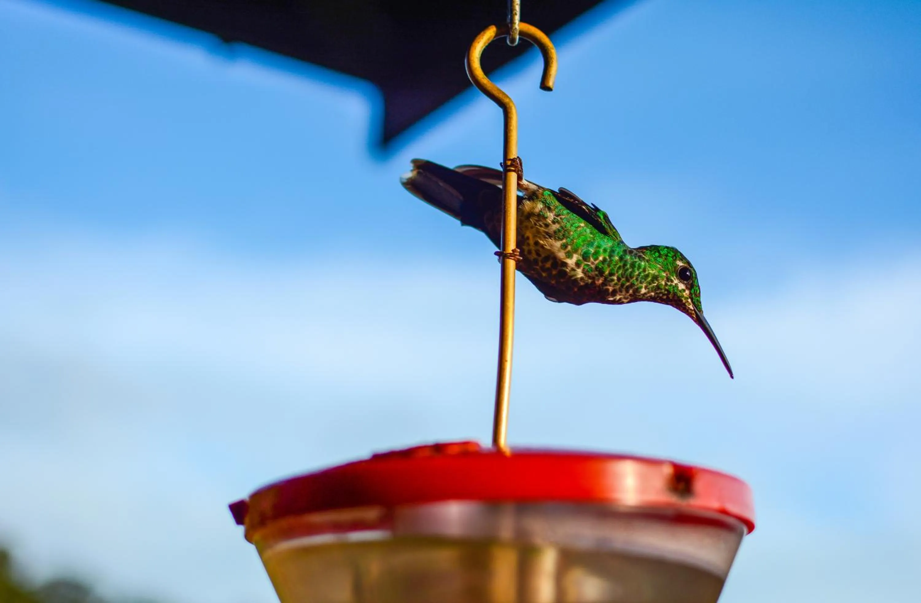 Animals in Cloud Forest Lodge