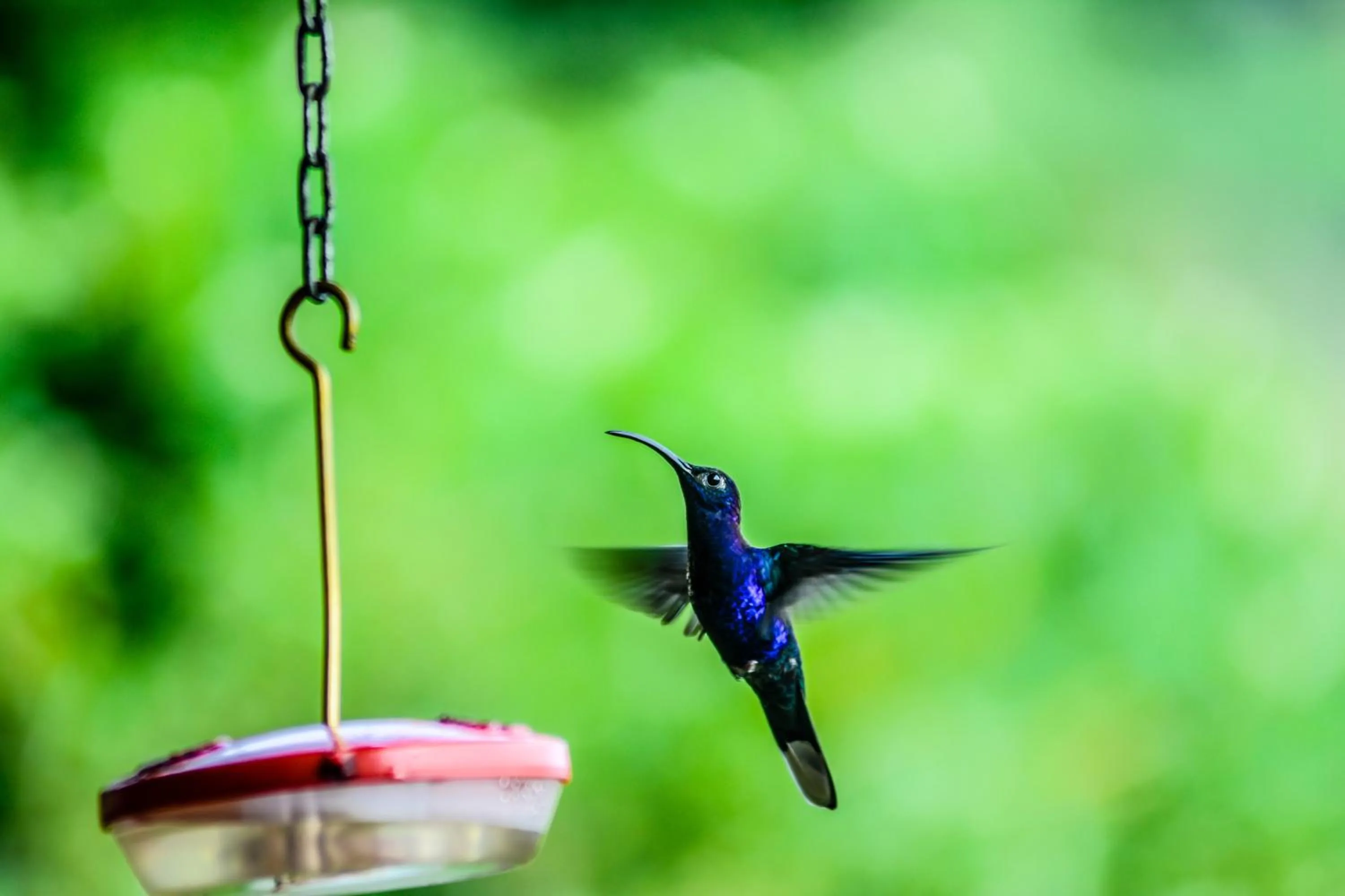 Animals in Cloud Forest Lodge