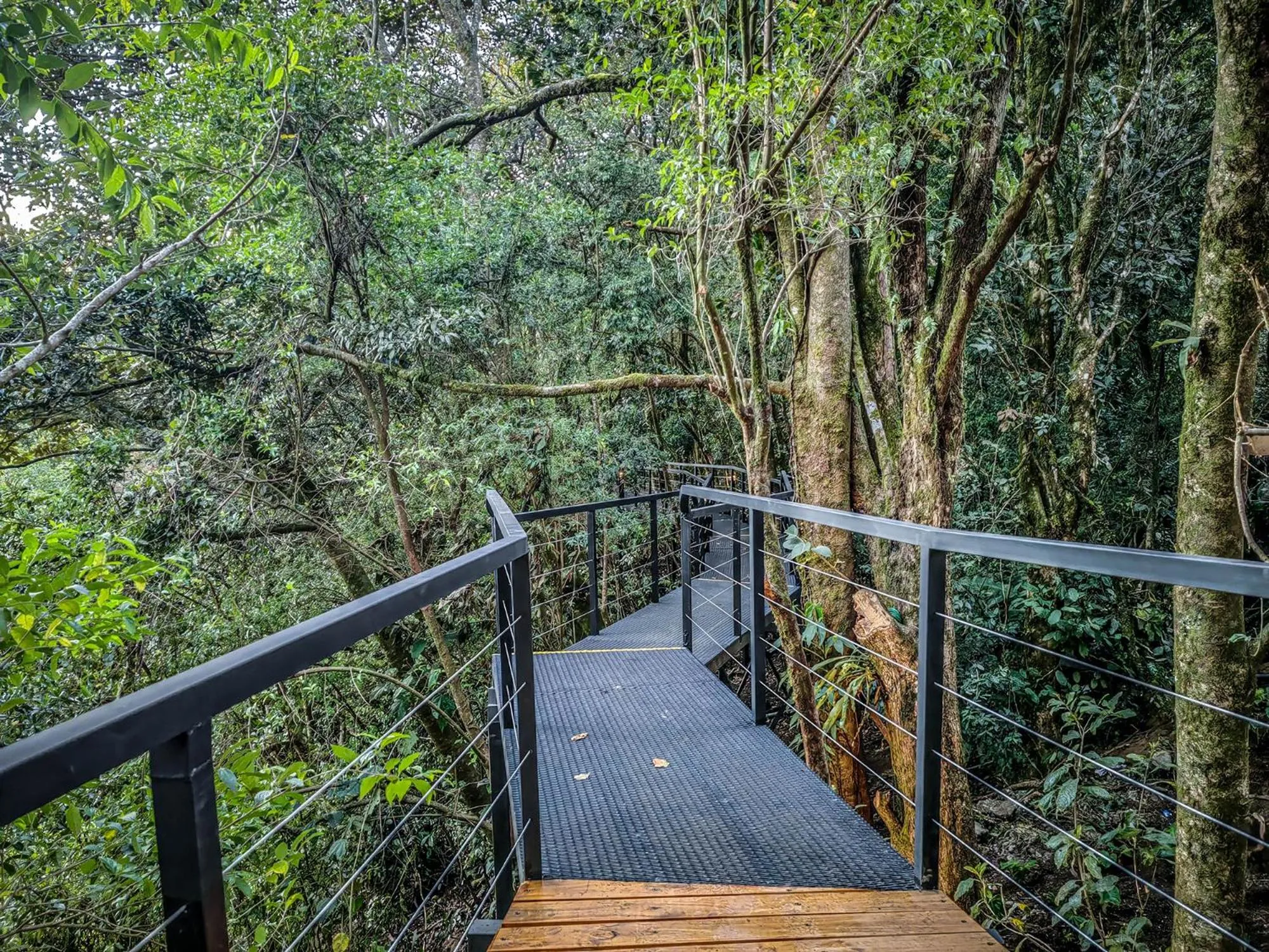 Natural landscape in Cloud Forest Lodge